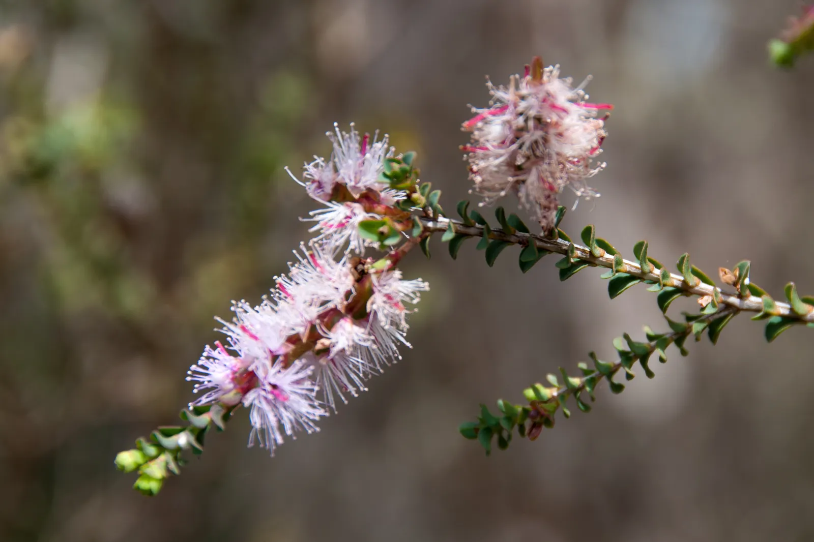 Slender Honey-Myrtle (Melaleuca Gibbosa) — rounded habit provides year-round interest