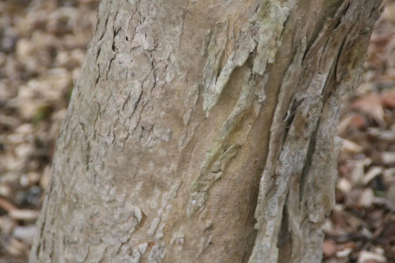Miami Crape Myrtle (Lagerstroemia Indica X Fauriei 'Miami') — This hybrid features a sturdy, disease-resistant form with attractive, exfoliating bark