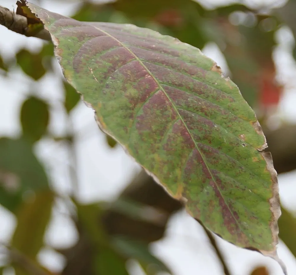 Miami Crape Myrtle (Lagerstroemia Indica X Fauriei 'Miami') — The Miami Crape Myrtle is a vibrant, deciduous tree reaching 10-20 feet in height with a spread