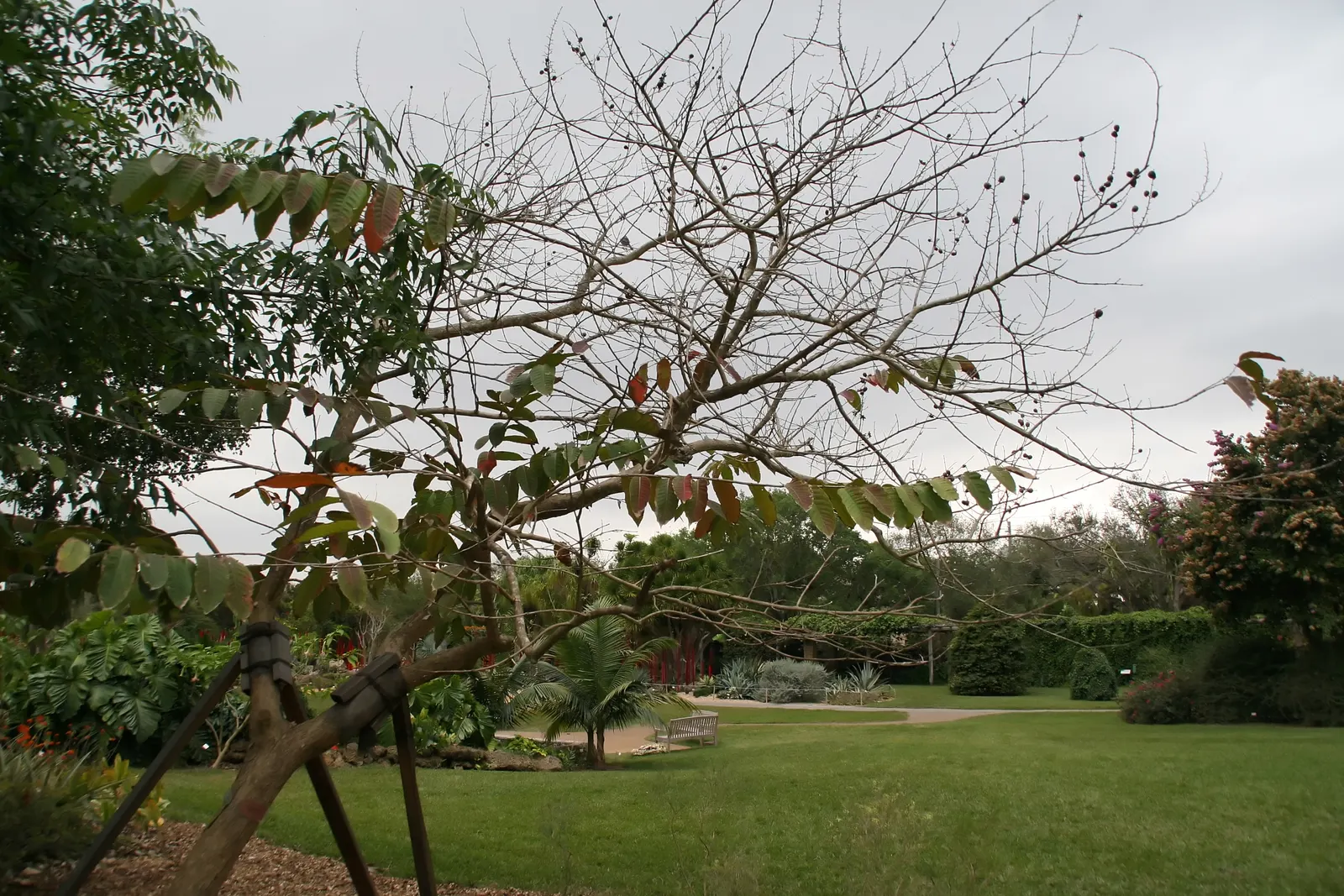 Miami Crape Myrtle (Lagerstroemia Indica X Fauriei 'Miami') — Ideal as a focal point or in mass plantings for striking color contrast