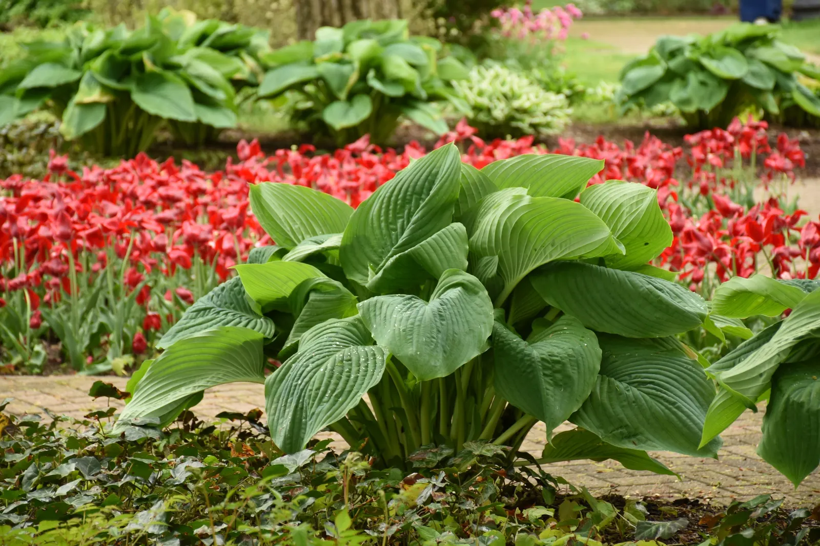 Giant 'Empress Wu' Hosta (Hosta hybrid) — purple flowers in the garden