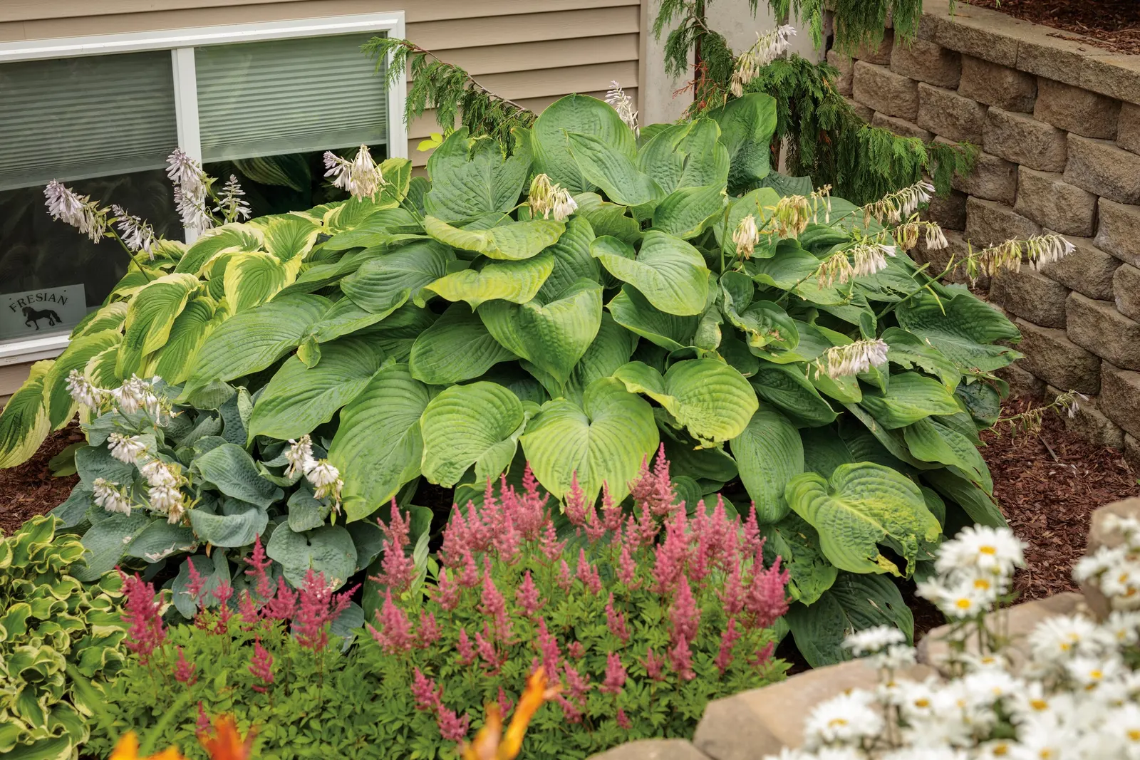 Giant 'Empress Wu' Hosta (Hosta hybrid) — This massive plant forms a gigantic upright mound of huge