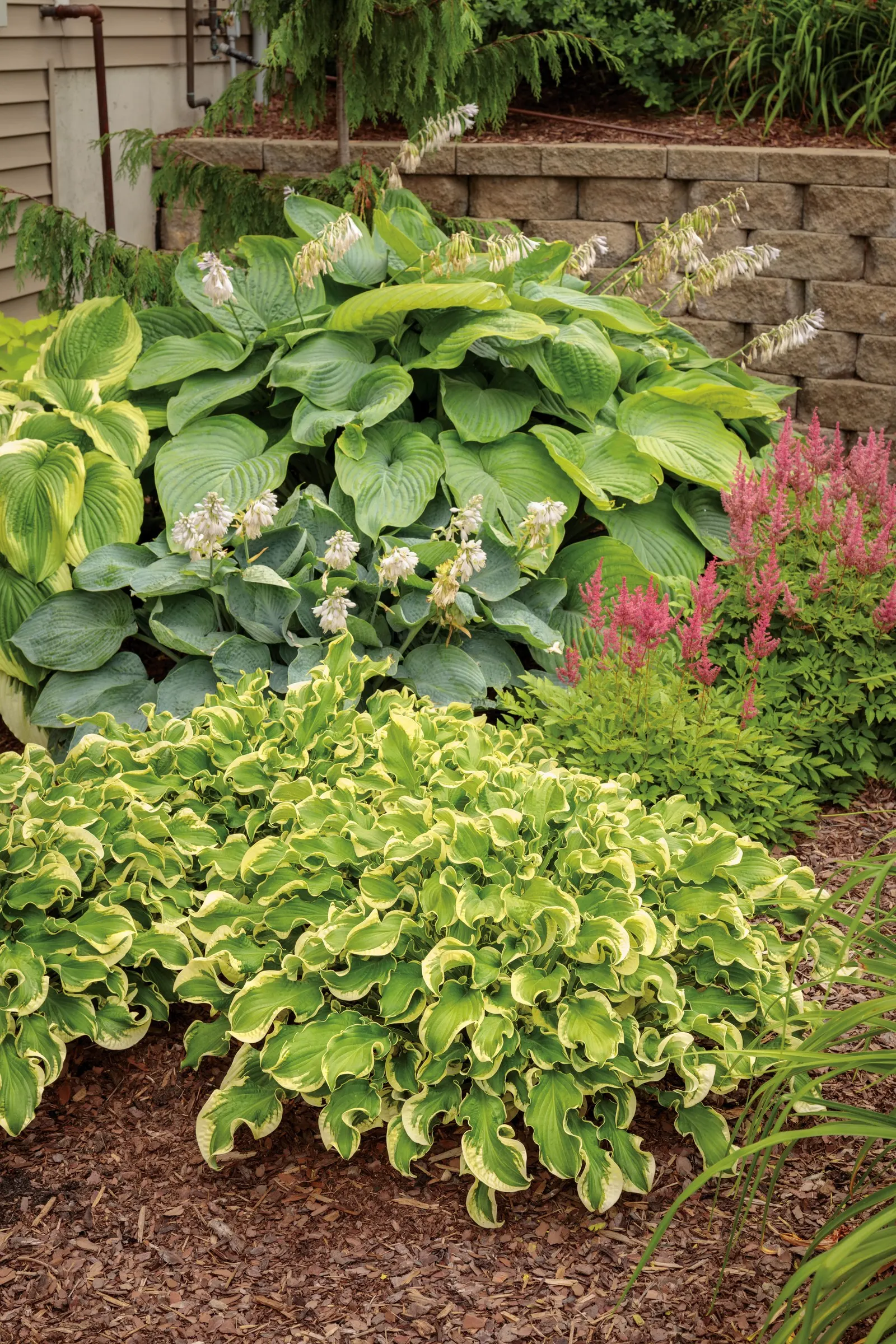 Giant 'Empress Wu' Hosta (Hosta hybrid) — Shadowland Giant Empress Wu is the largest known hosta available; organically enriched soil and full to part shade