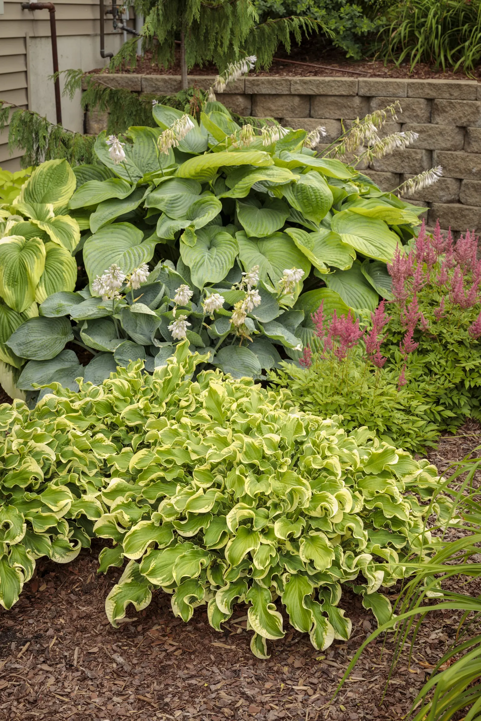 'Wheee!' Hosta (Hosta hybrid) — This delightfully fun, extremely ruffled hosta makes a distinctive specimen in shade gardens and containers; proven, image 42
