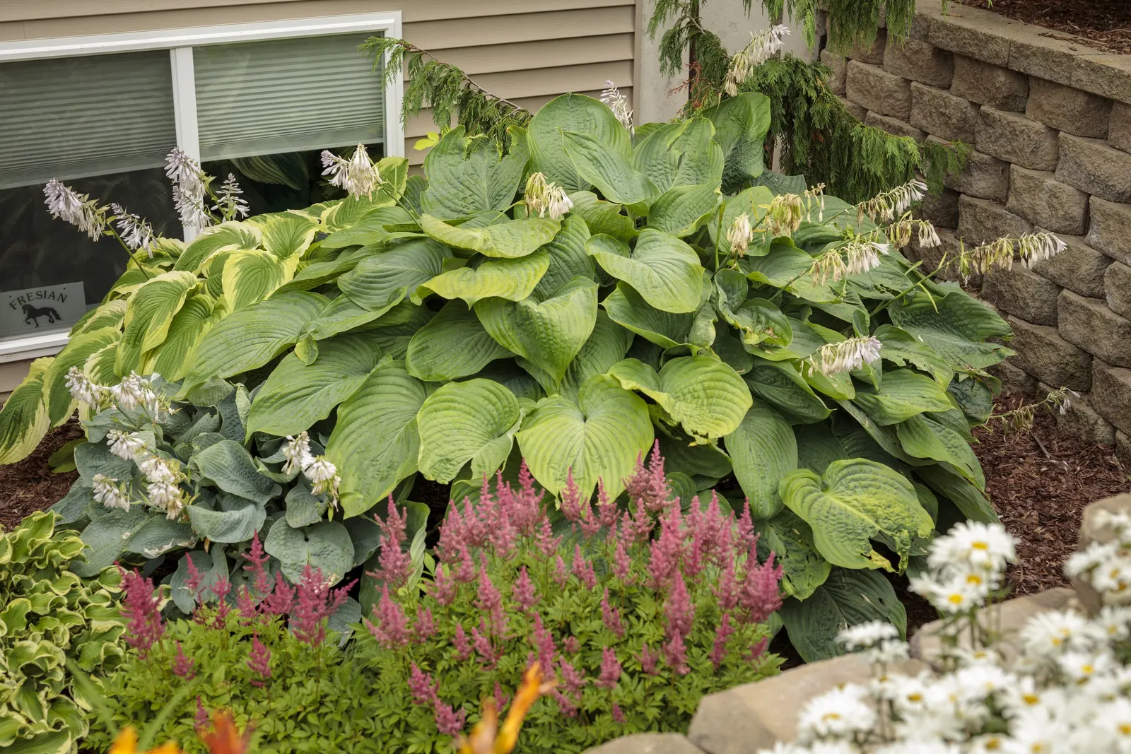 Giant 'Empress Wu' Hosta (Hosta hybrid) — Proven Winners - Shadowland® Giant 'Empress Wu' - Hosta hybrid purple lavender plant details