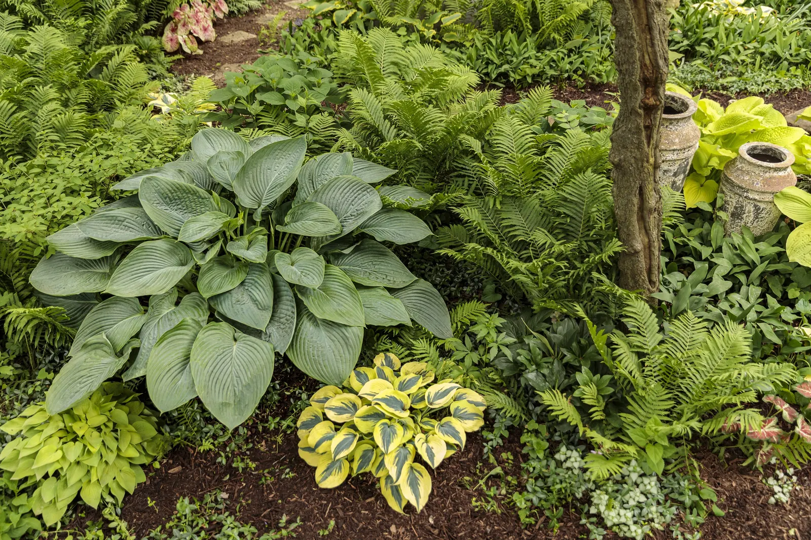 Giant 'Empress Wu' Hosta (Hosta hybrid) — organically enriched soil and full to part shade