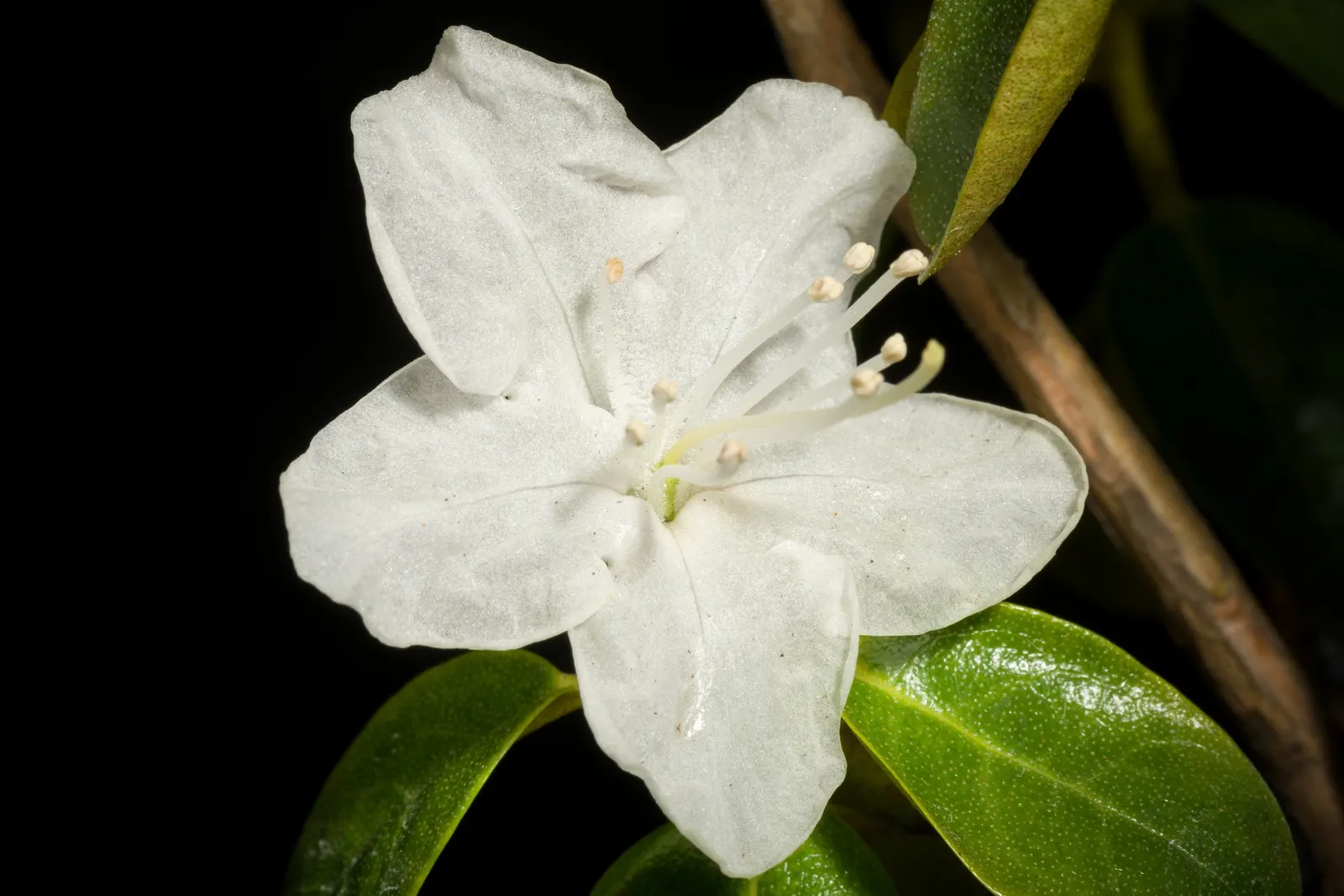 Sapporo Rhododendron (Rhododendron 'Sapporo') — Thriving in partial shade, this hardy plant reaches up to 5 feet in height and spread