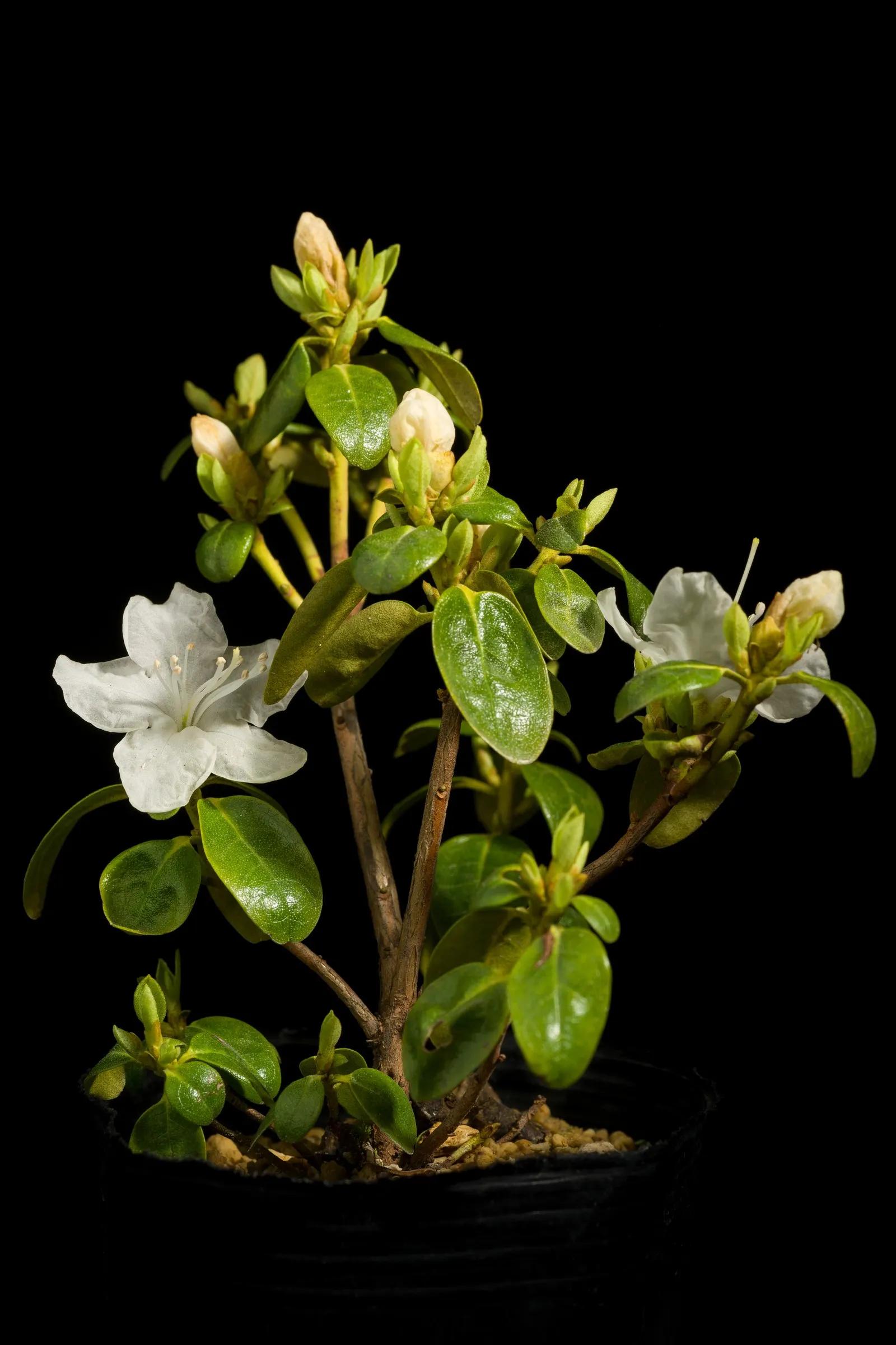 Sapporo Rhododendron (Rhododendron 'Sapporo') — The Rhododendron 'Sapporo' is a compact, evergreen shrub renowned for its vibrant spring blooms