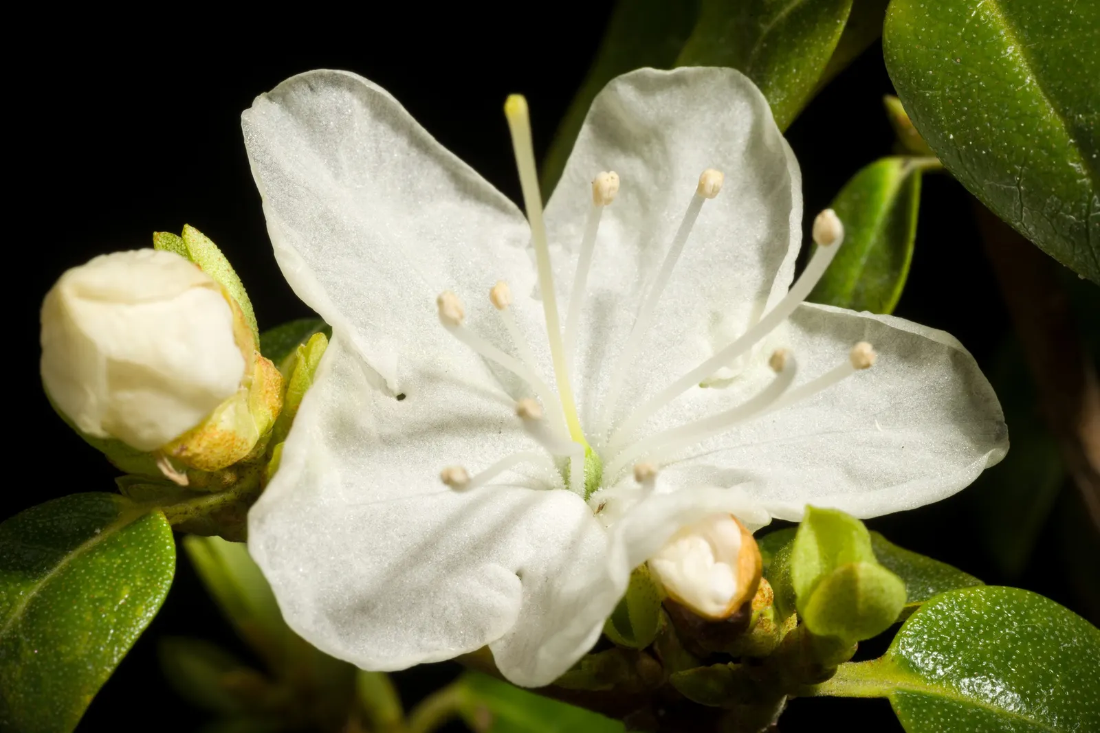 Sapporo Rhododendron (Rhododendron 'Sapporo') — Ideal for foundation plantings or woodland gardens, the 'Sapporo' adds a burst of color with minimal upkeep