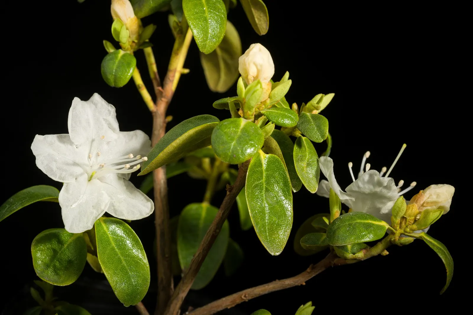 Sapporo Rhododendron (Rhododendron 'Sapporo') — It prefers well-drained, acidic soil