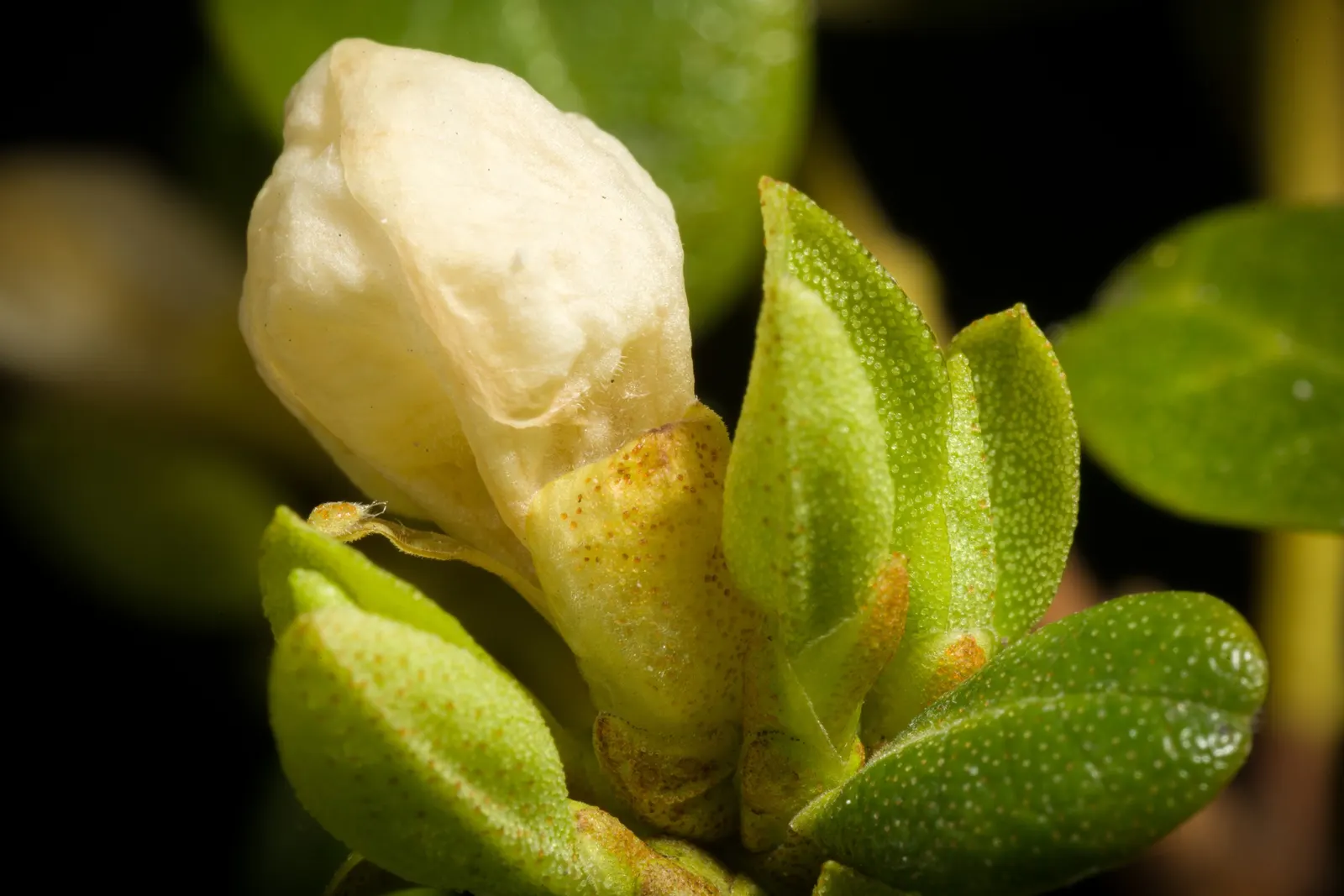 Sapporo Rhododendron (Rhododendron 'Sapporo') — a captivating addition to any landscape design