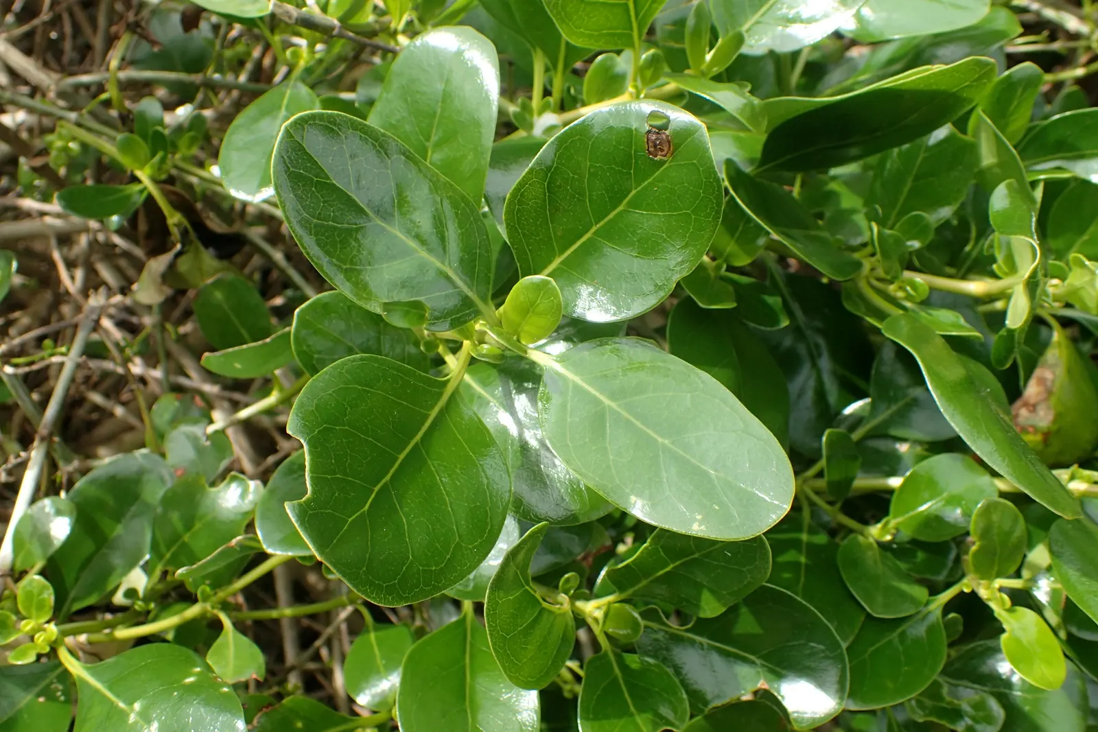 Mirror Plant (Coprosma Repens) — inconspicuous flowers may appear in spring; glossy leaves that reflect light akin to a mirror - thus the moniker