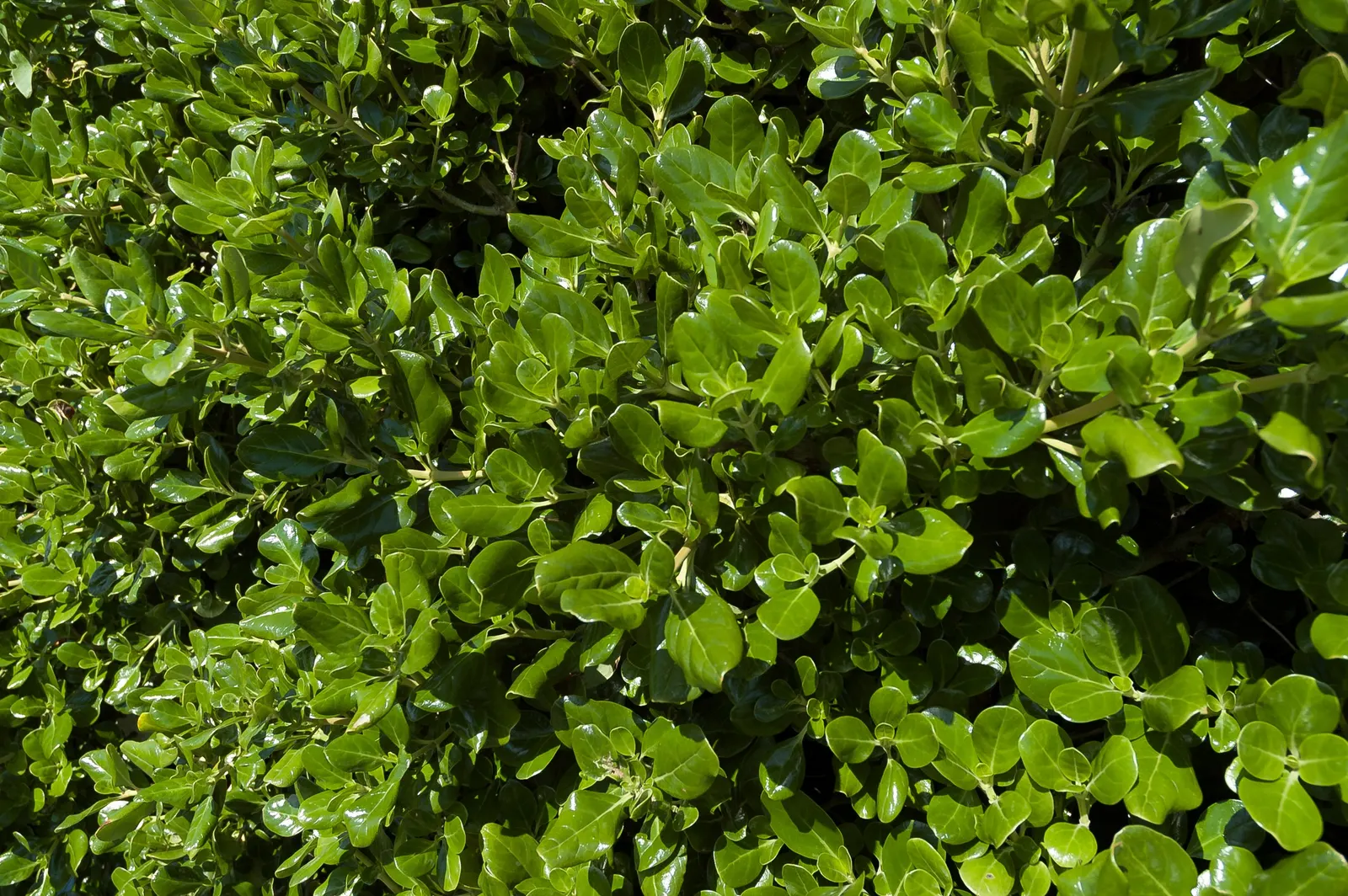Mirror Plant (Coprosma Repens) — and are excellent for coastal settings due to salt resistance