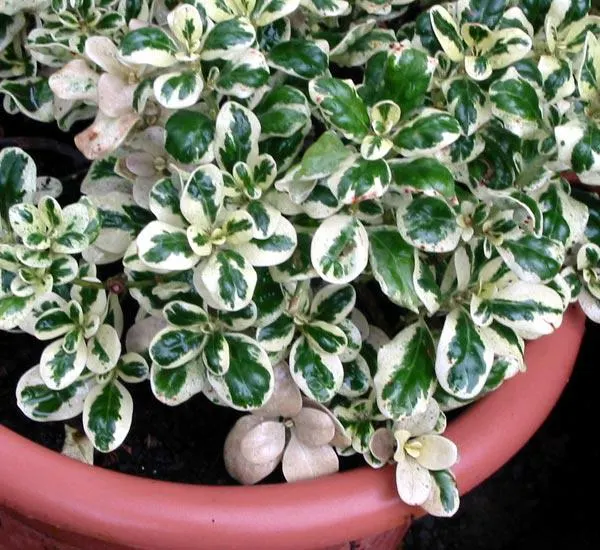 Mirror Plant (Coprosma Repens) — glossy leaves that reflect light akin to a mirror - thus the moniker; inconspicuous flowers may appear in spring