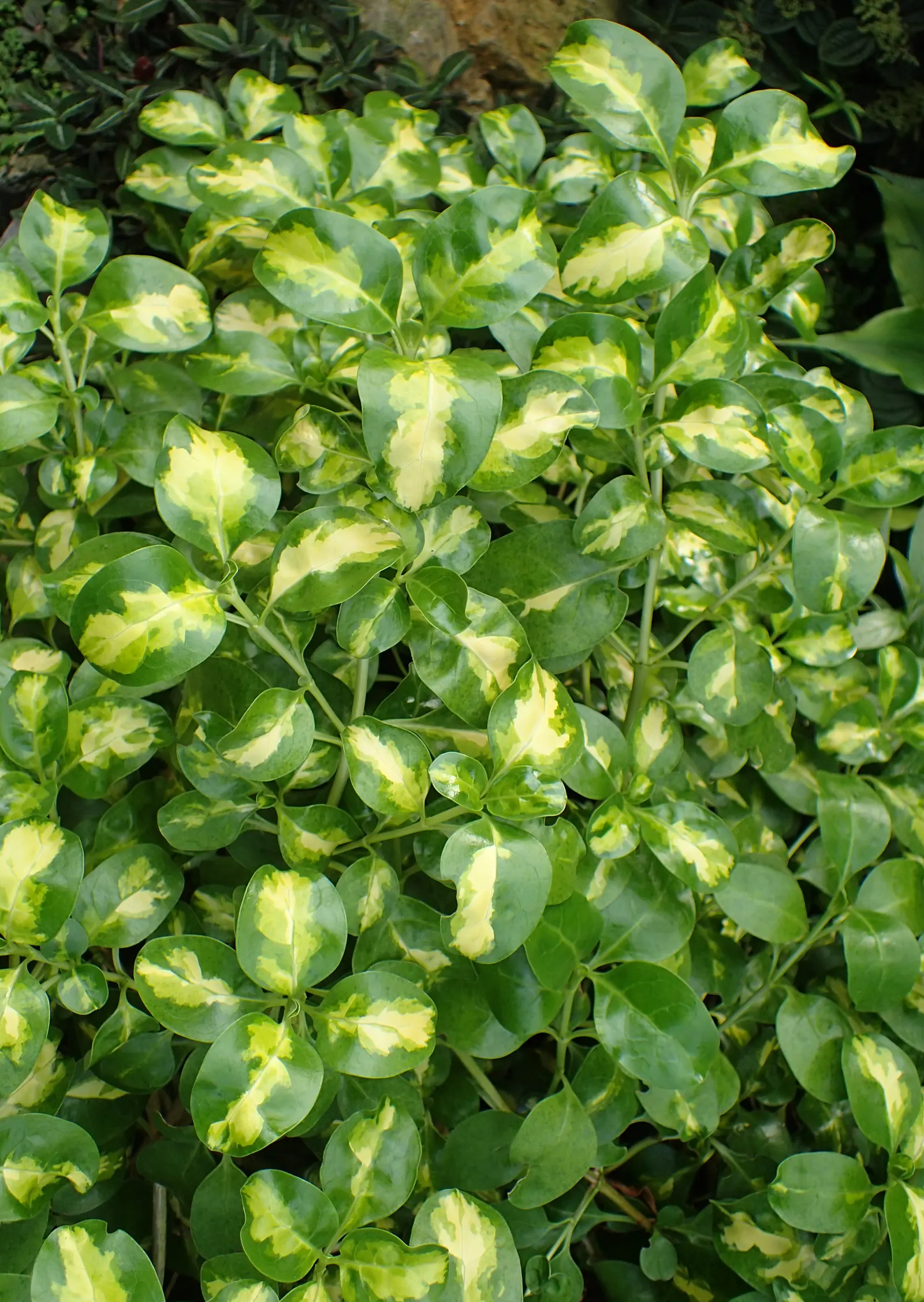 Mirror Plant (Coprosma Repens) — This hardy specimen typically grows to a height of 5 to 8 feet with a spread of 4 to 6 feet at maturity; shrub for full or half