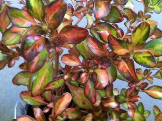 Mirror Plant (Coprosma Repens) — is an eye-catching evergreen shrub native to New Zealand; scientifically known as Coprosma repens