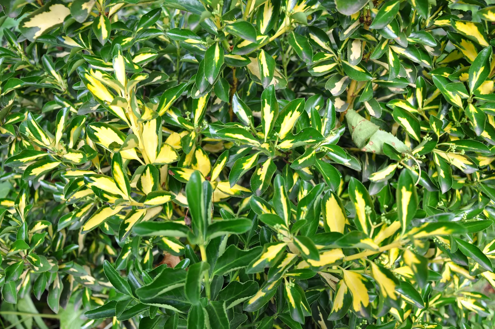 Mirror Plant (Coprosma Repens) — is an eye-catching evergreen shrub native to New Zealand