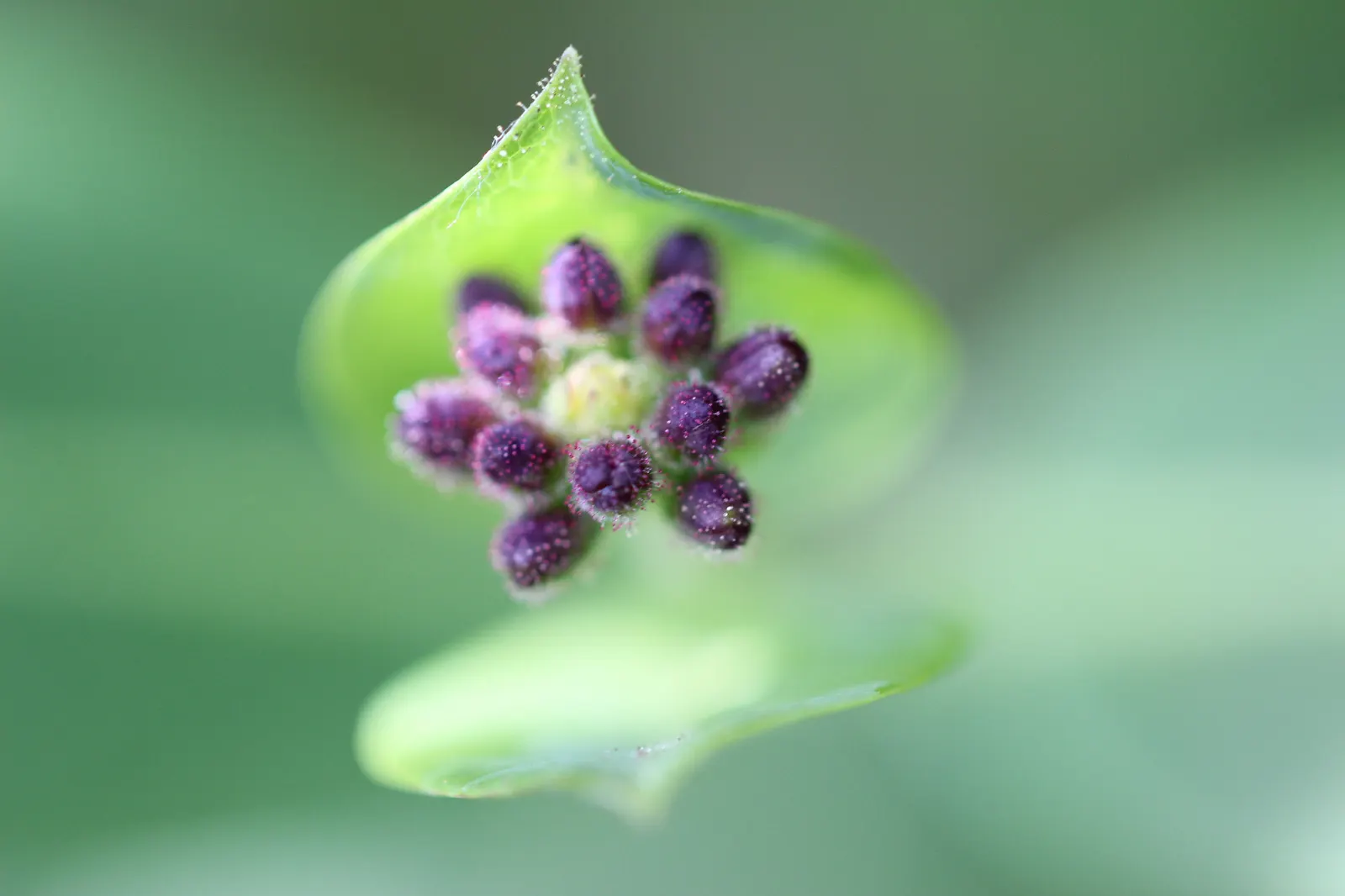 Mirror Plant (Coprosma Repens) — glossy leaves that reflect light akin to a mirror - thus the moniker
