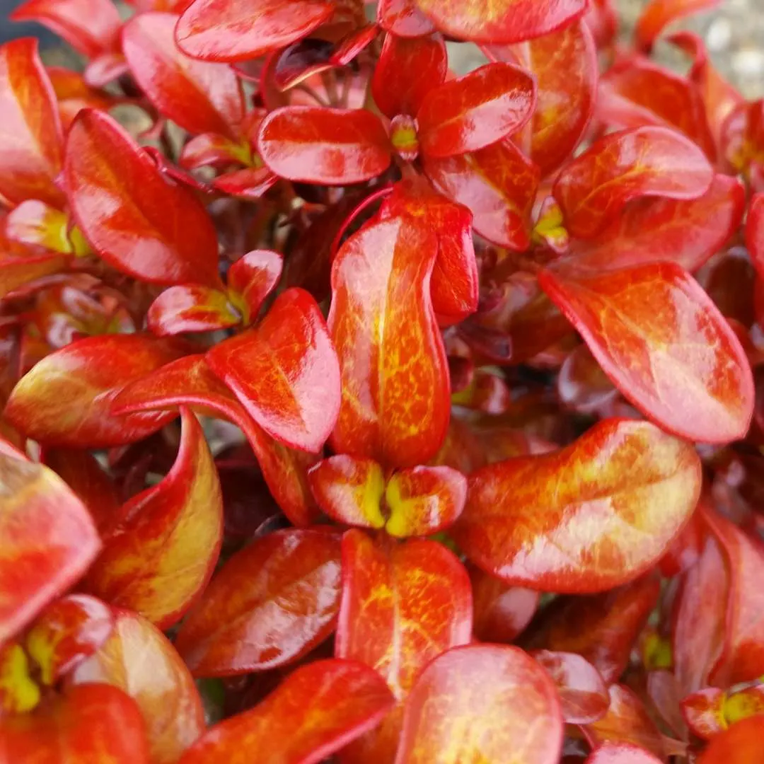 Mirror Plant (Coprosma Repens) — glossy leaves that reflect light like mirrors; and are excellent for coastal settings due to salt resistance, image 61