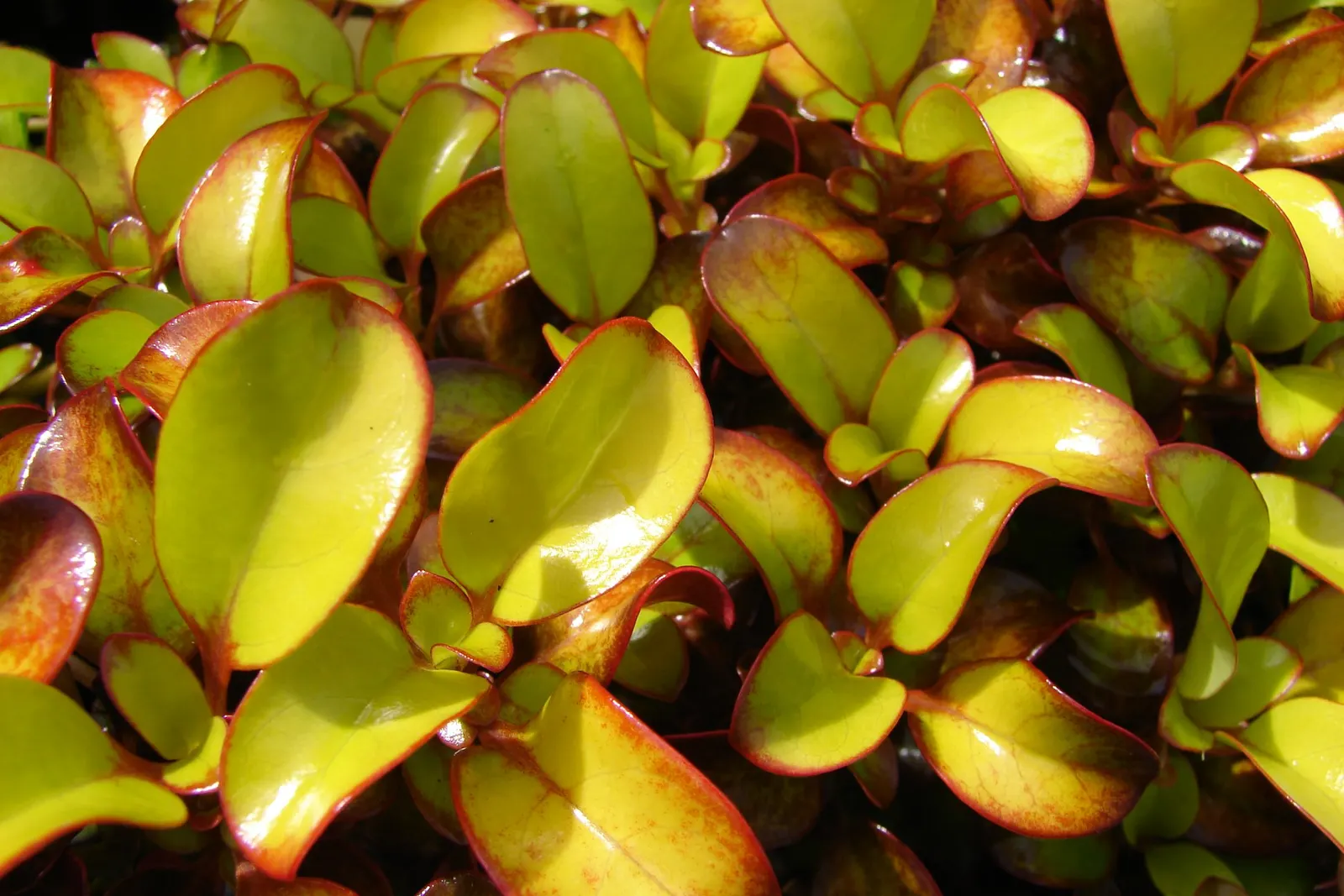 Mirror Plant (Coprosma Repens) — shrub for full or half; displaying moderate salt tolerance, image 60