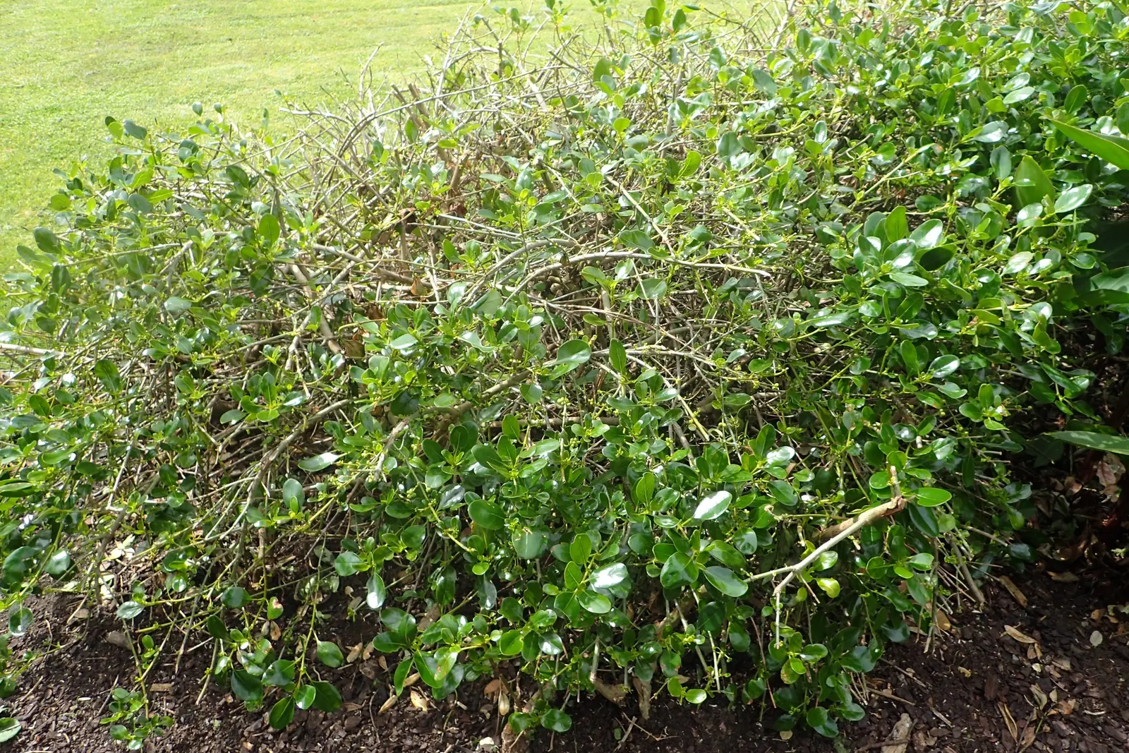 Mirror Plant (Coprosma Repens) — the Mirror Plant requires a position in full sun to partial shade and is best suited to USDA zones 9 to 11; growing up to 5-8
