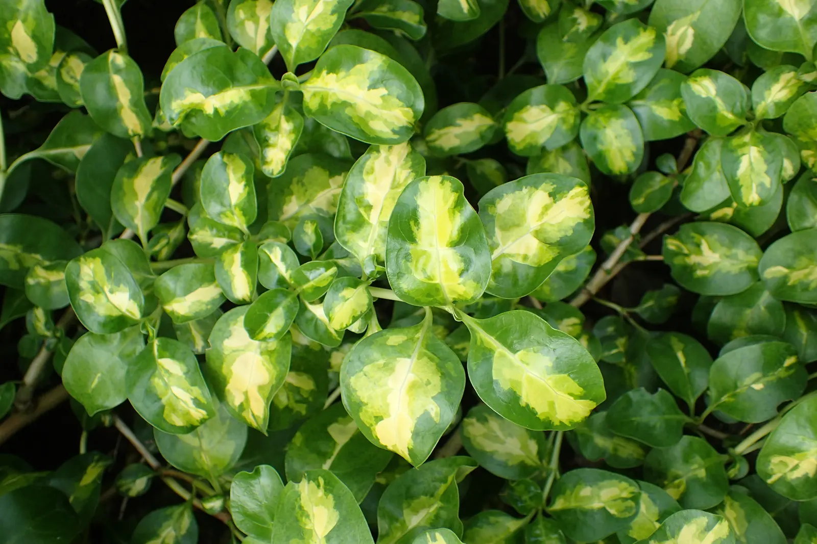Mirror Plant (Coprosma Repens) — often intensifying in color during cooler months; although they often go unnoticed compared to the plant's striking
