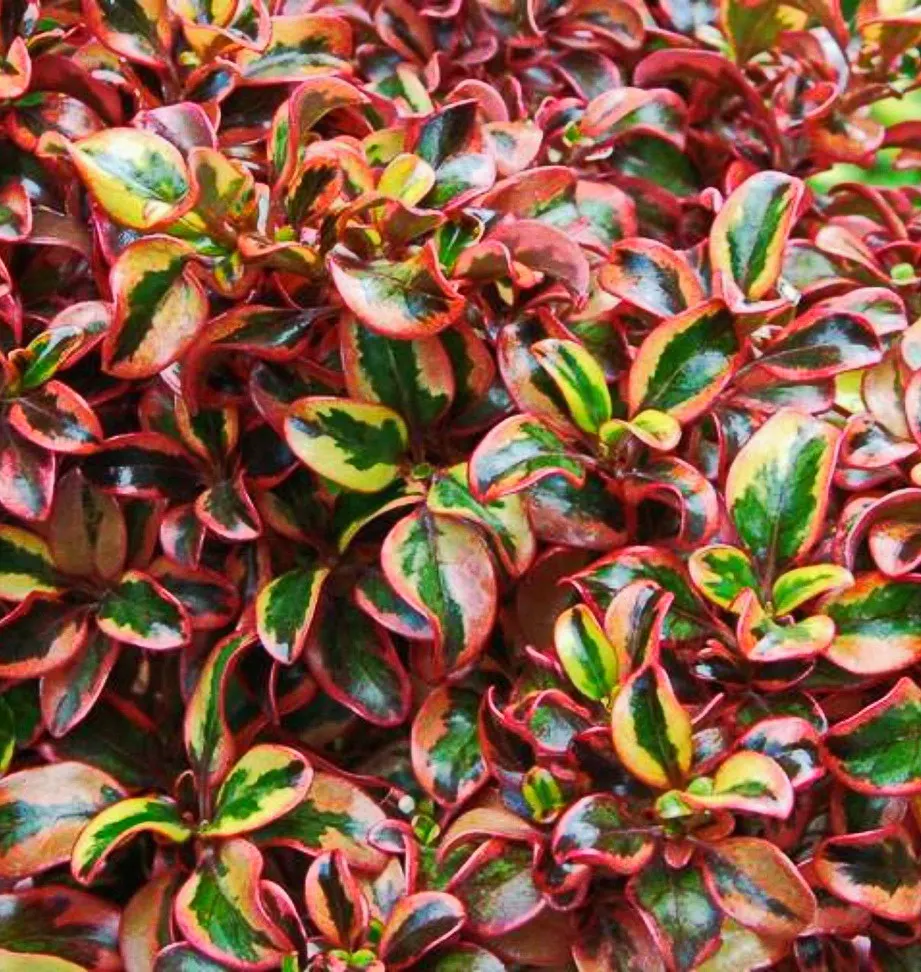 Mirror Plant (Coprosma Repens) — glossy leaves that reflect light like mirrors