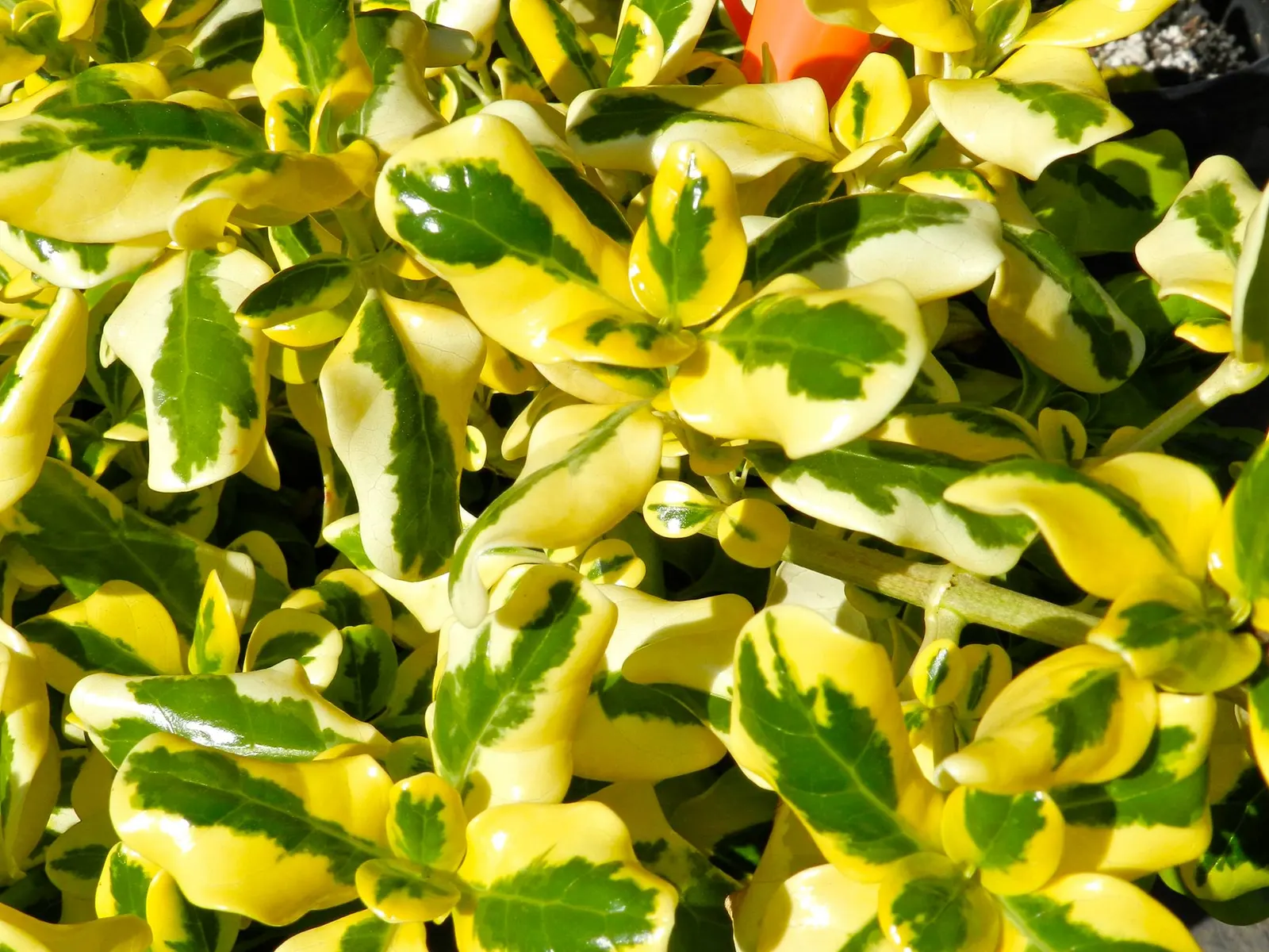 Mirror Plant (Coprosma Repens) — Their foliage varies from green to gold or variegated, adding year-round visual interest; its variegated forms can add visual