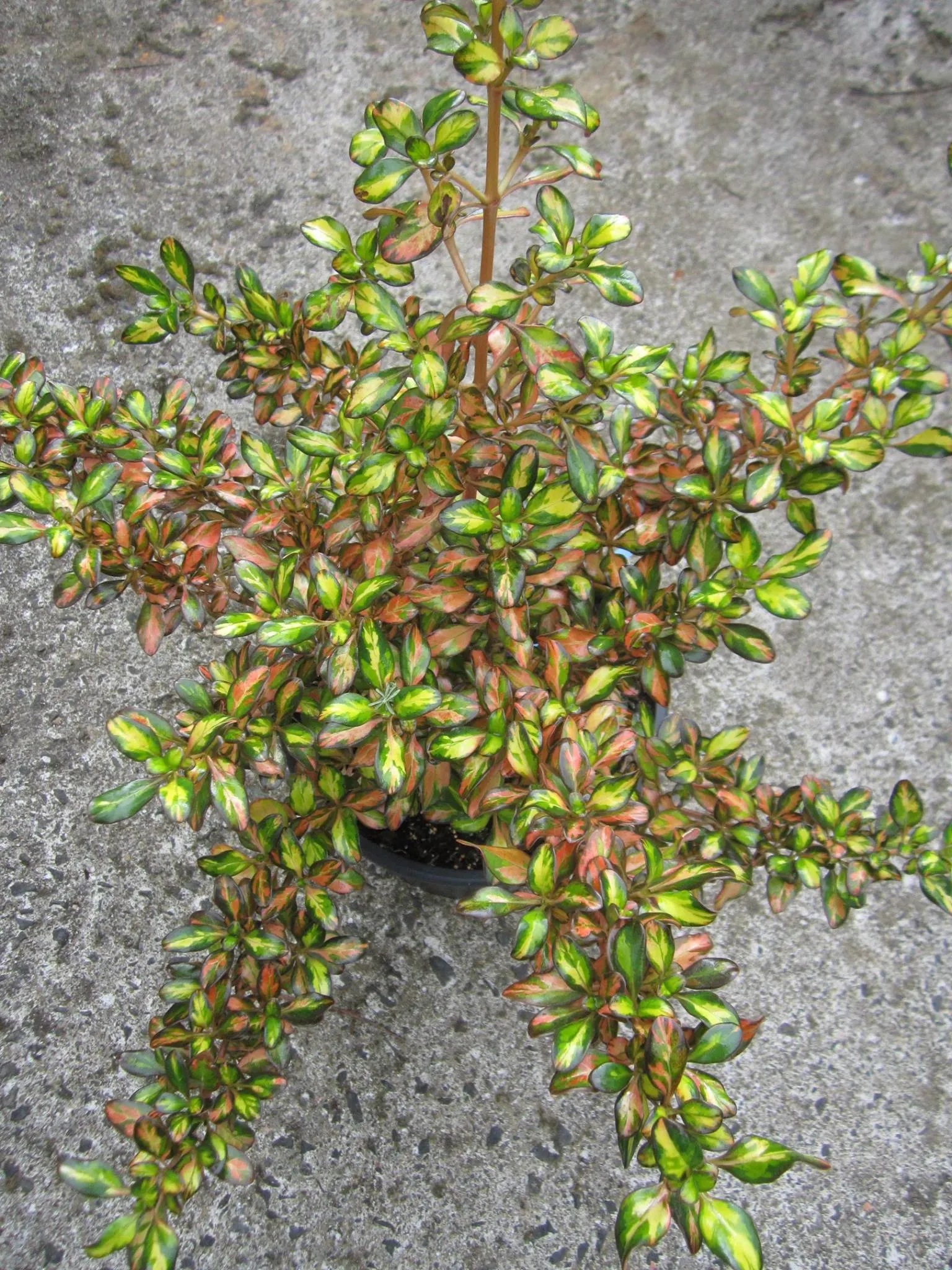 Mirror Plant (Coprosma Repens) — This low-maintenance shrub has a preference for mild
