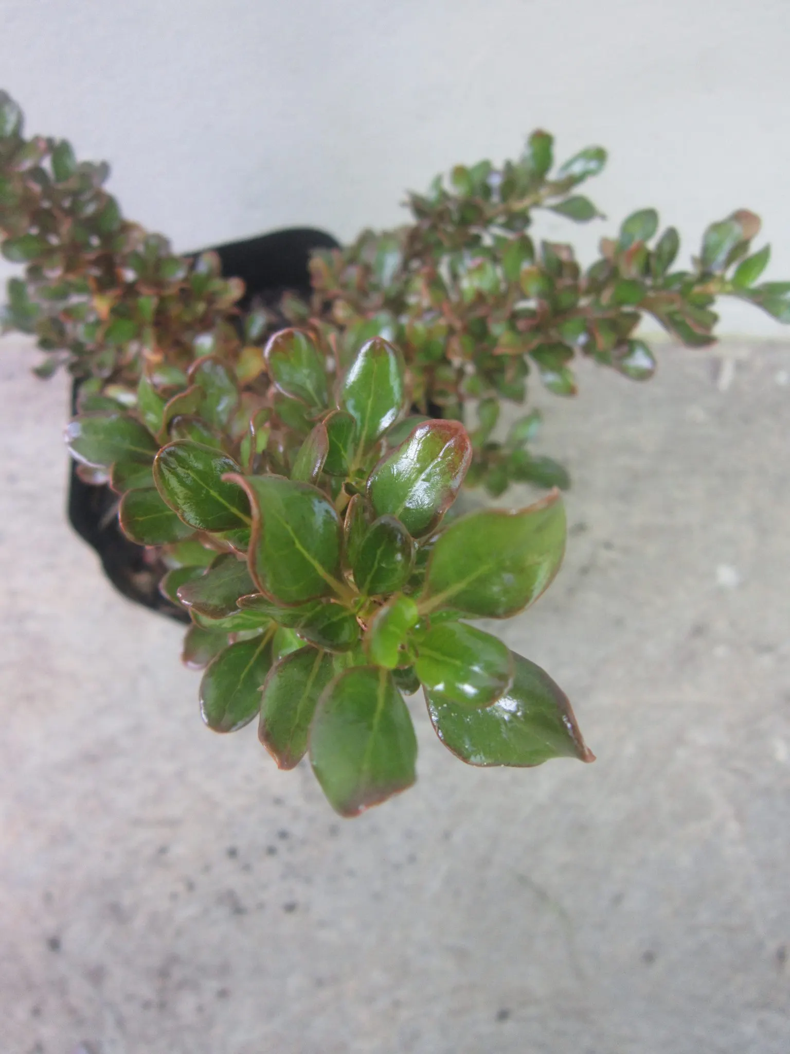 Mirror Plant (Coprosma Repens) — scientifically known as Coprosma repens; this low-maintenance shrub has a preference for mild