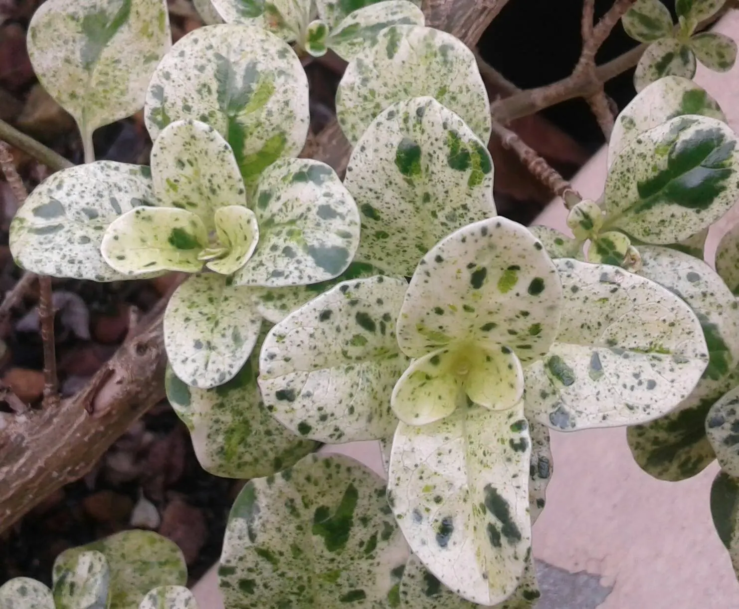 Mirror Plant (Coprosma Repens) — Growing up to 5-8 feet tall with a similar spread, it thrives in USDA zones 9-11