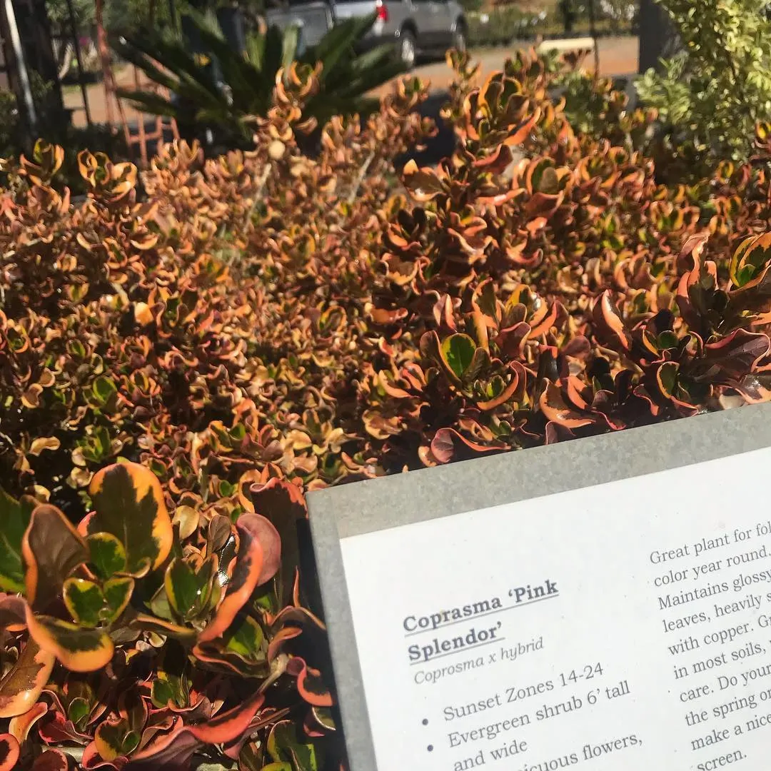 Mirror Plant (Coprosma Repens) — and are excellent for coastal settings due to salt resistance; their foliage varies from green to gold or variegated, adding