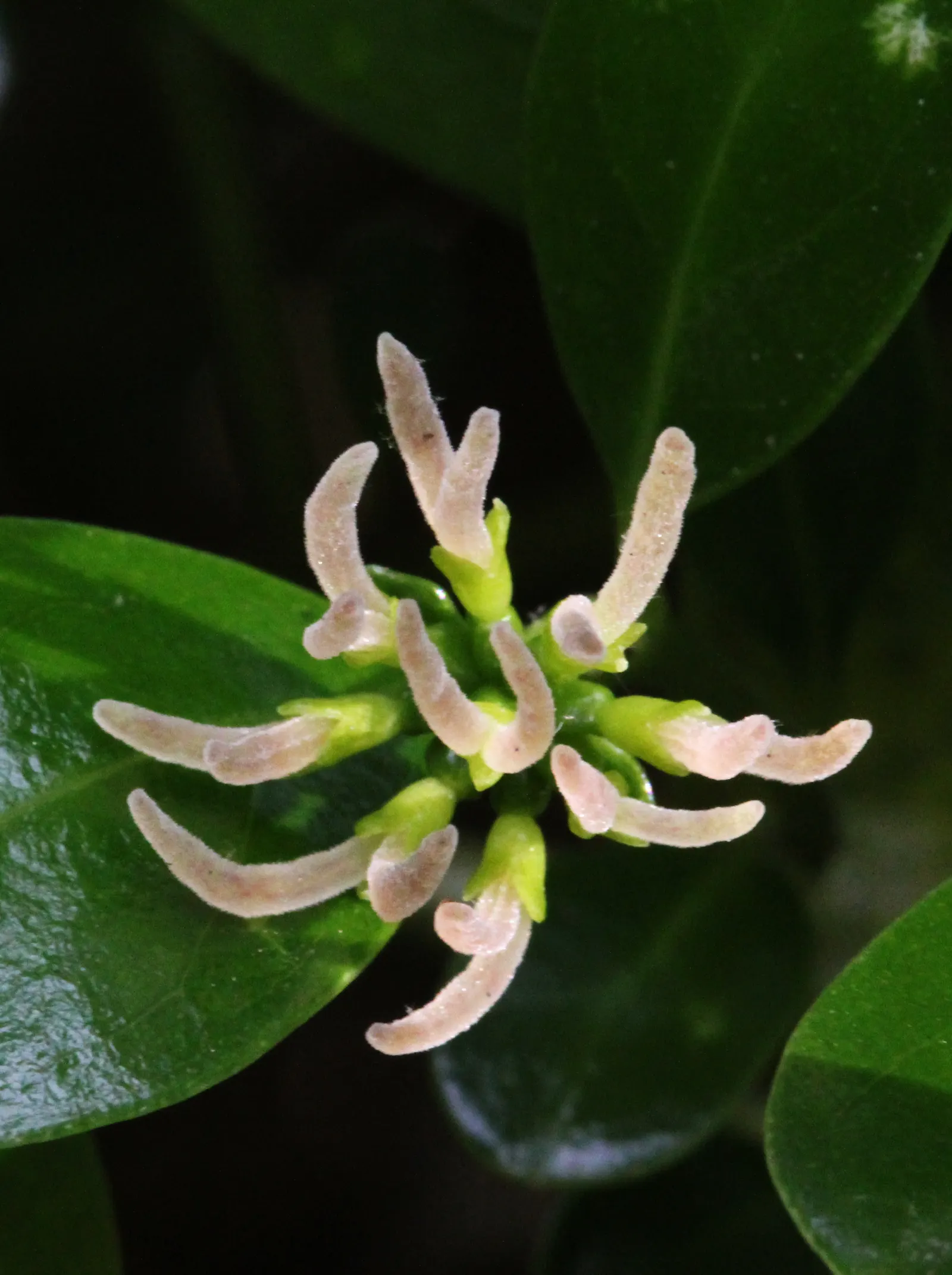 Mirror Plant (Coprosma Repens) — although they often go unnoticed compared to the plant's striking foliage.<br><br>For optimal growth; the Mirror Plant