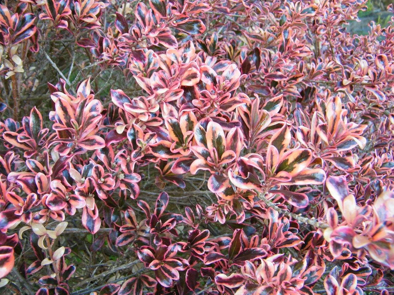 Mirror Plant (Coprosma Repens) — Mirror Plants offer low maintenance and drought tolerance once established; which makes it a suitable candidate for coastal