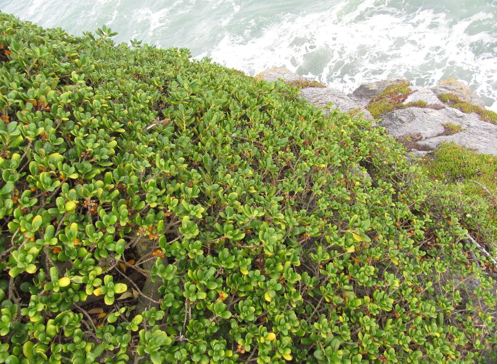 Mirror Plant (Coprosma Repens) — often intensifying in color during cooler months