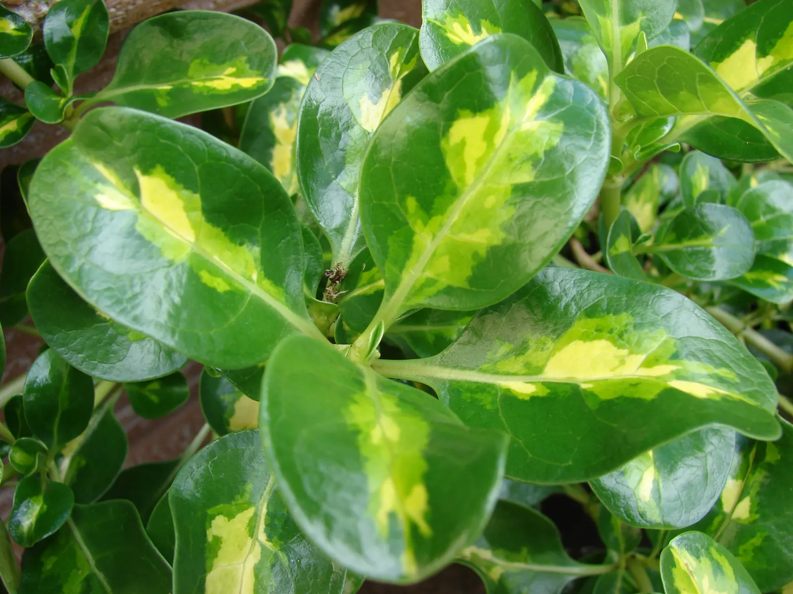 Mirror Plant (Coprosma Repens) — although they often go unnoticed compared to the plant's striking foliage.<br><br>For optimal growth; the Mirror, image 54