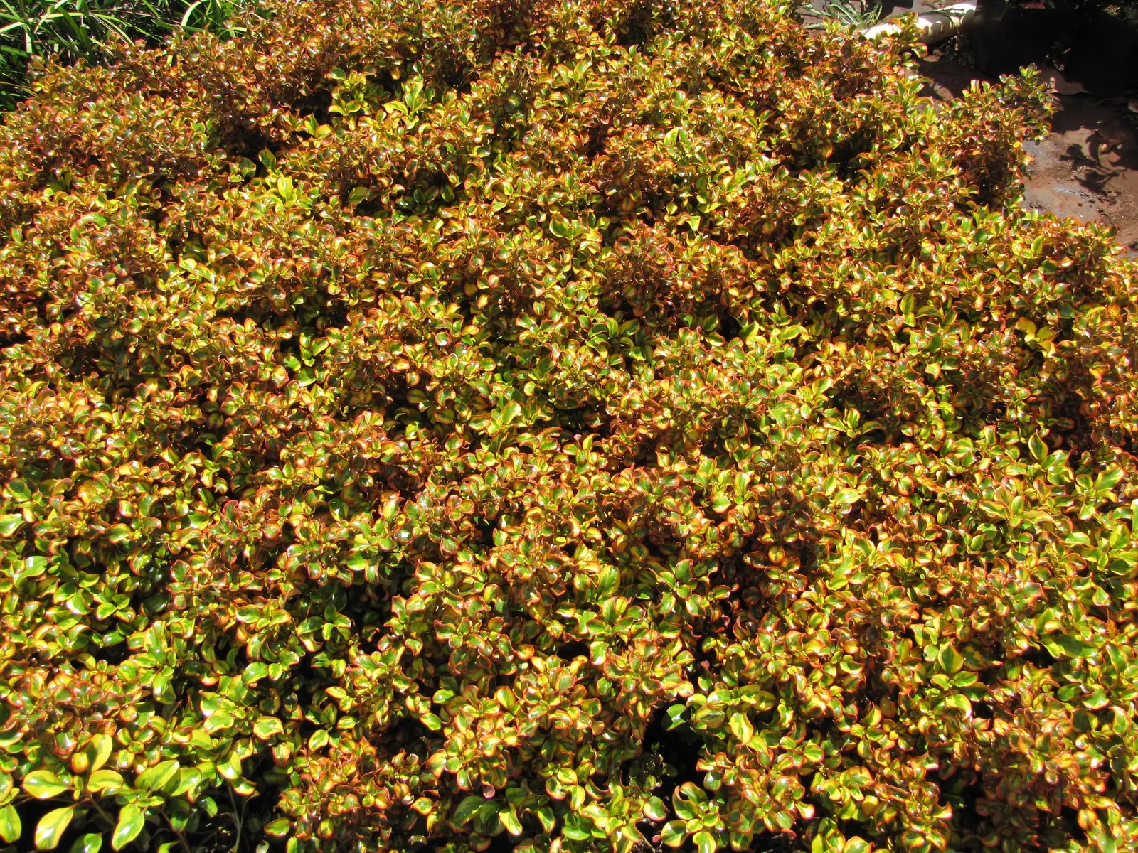 Mirror Plant (Coprosma Repens) — making it a versatile choice for garden boundaries; is an eye-catching evergreen shrub native to New Zealand, image 50