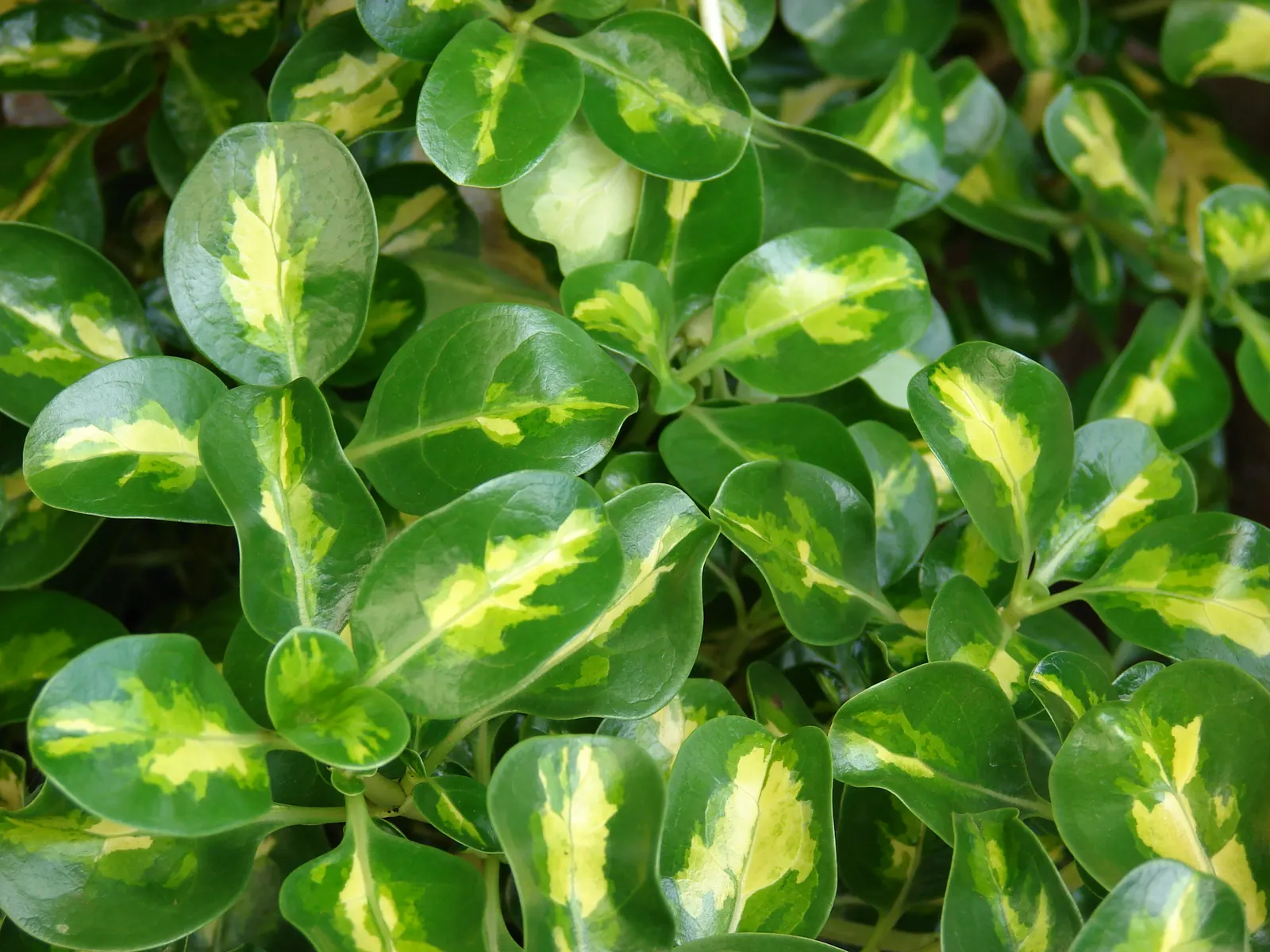 Mirror Plant (Coprosma Repens) — the Mirror Plant requires a position in full sun to partial shade and is best suited to USDA zones 9 to 11, image 55