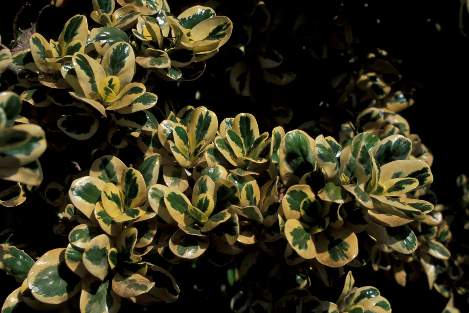 Mirror Plant (Coprosma Repens) — glossy leaves that reflect light akin to a mirror - thus the moniker; inconspicuous flowers may appear in spring, image 48