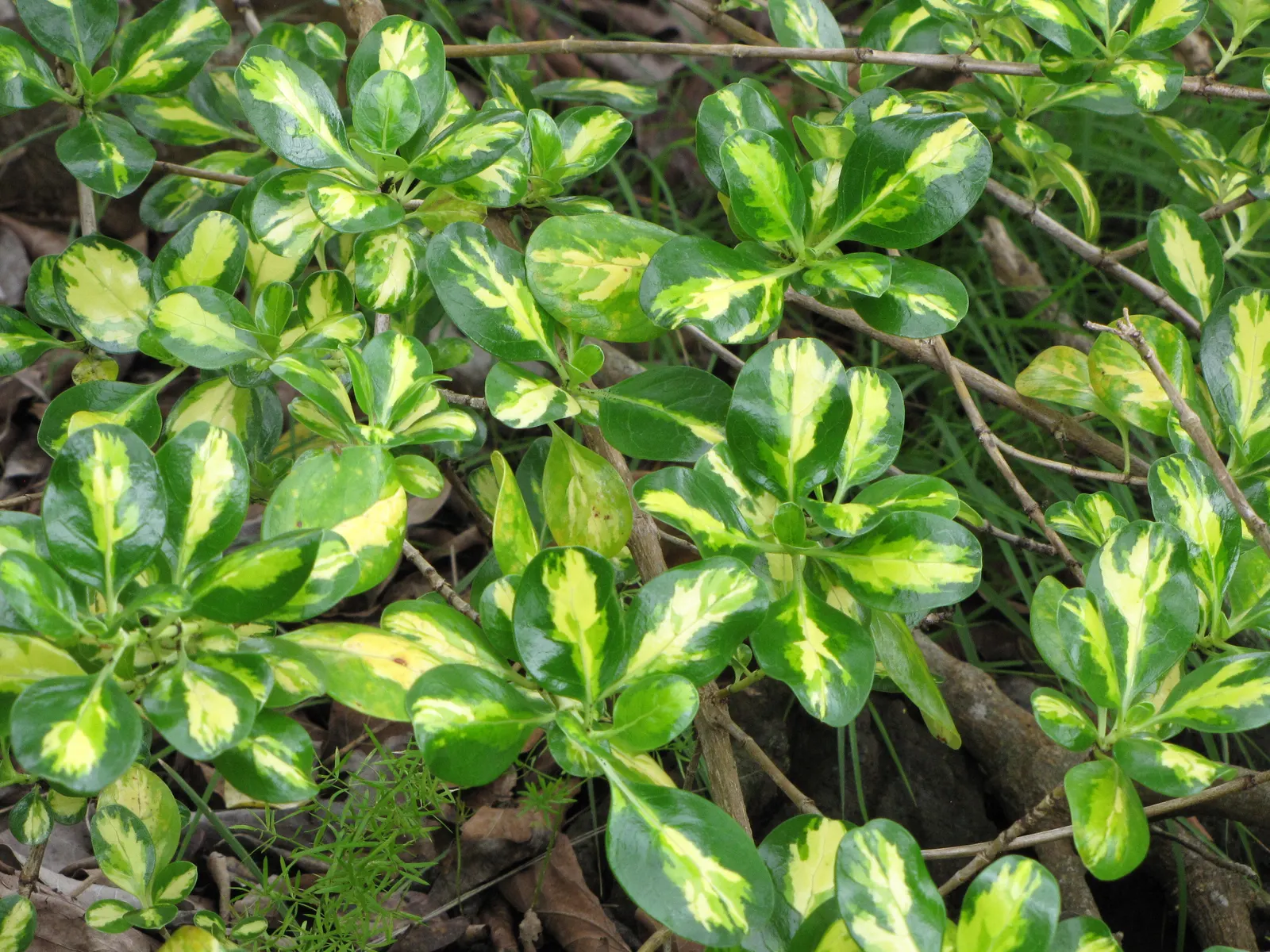 Mirror Plant (Coprosma Repens) — displaying moderate salt tolerance; it thrives in well-drained soils, image 57