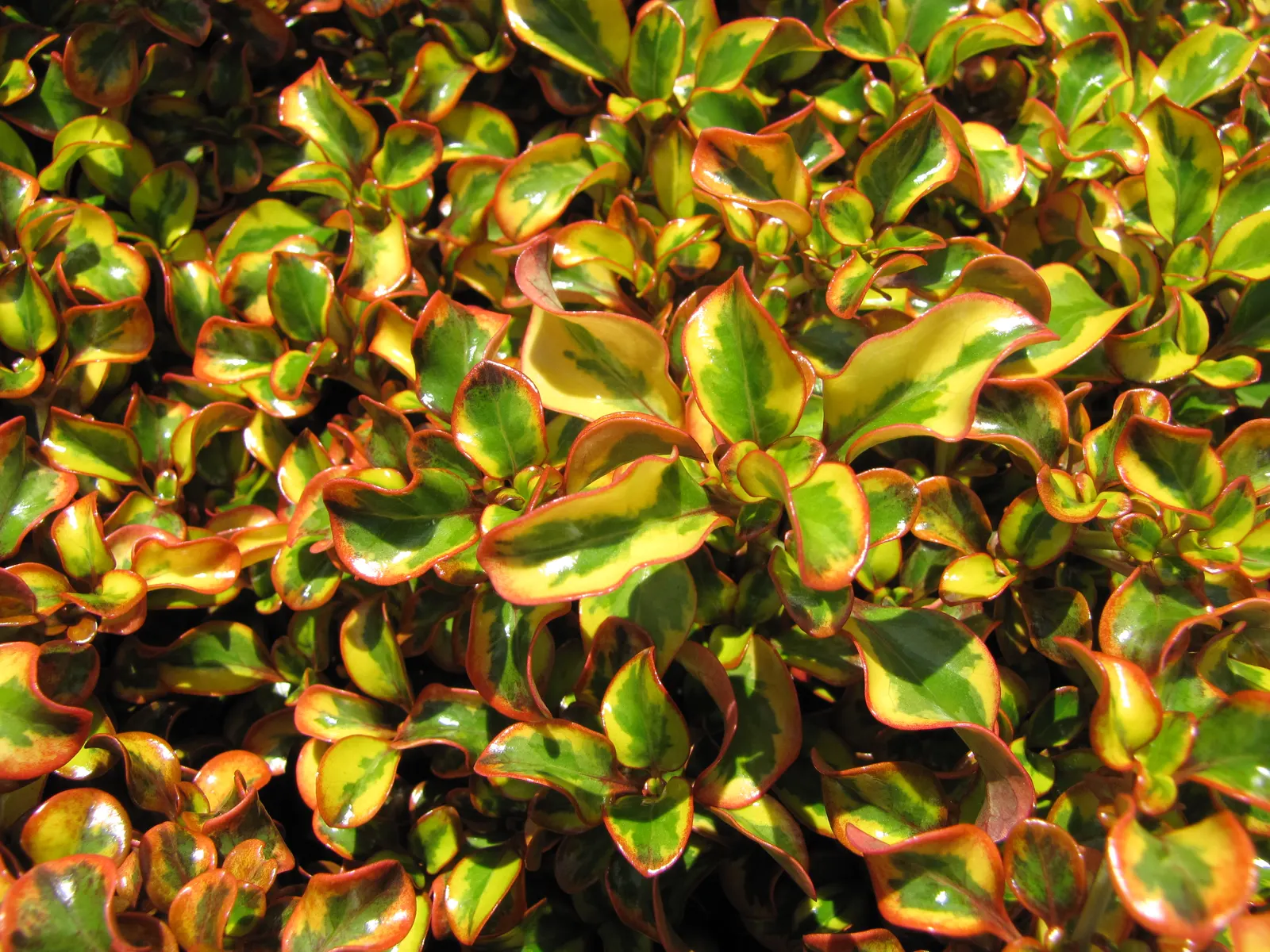 Mirror Plant (Coprosma Repens) — shrub for full or half; displaying moderate salt tolerance
