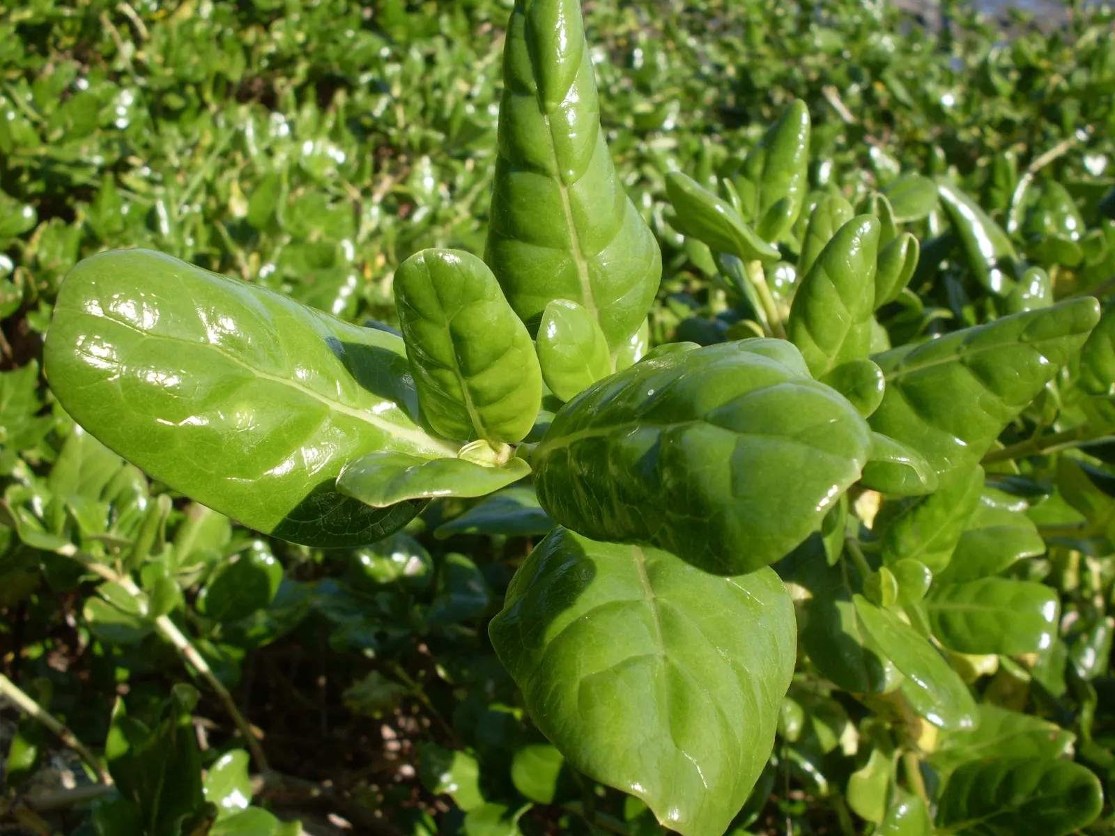 Mirror Plant (Coprosma Repens) — It thrives in well-drained soils; this hardy specimen typically grows to a height of 5 to 8 feet with a spread of 4 to 6 feet