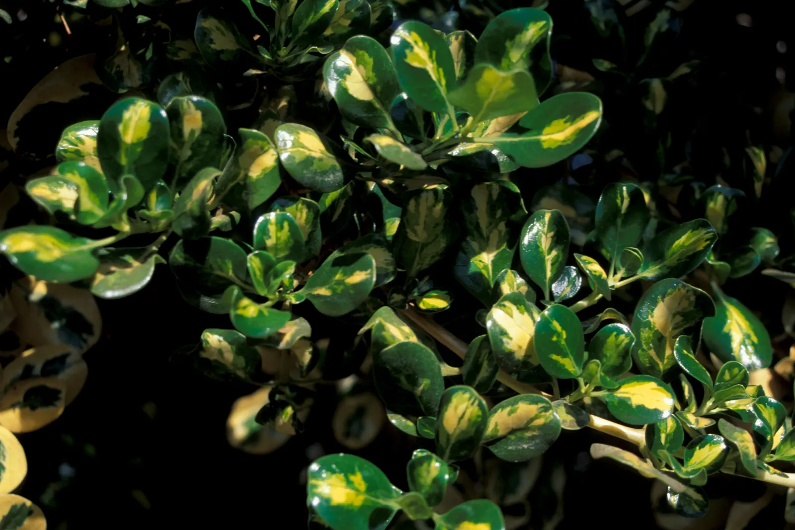 Mirror Plant (Coprosma Repens) — Their foliage varies from green to gold or variegated, adding year-round visual interest; its variegated forms can, image 45