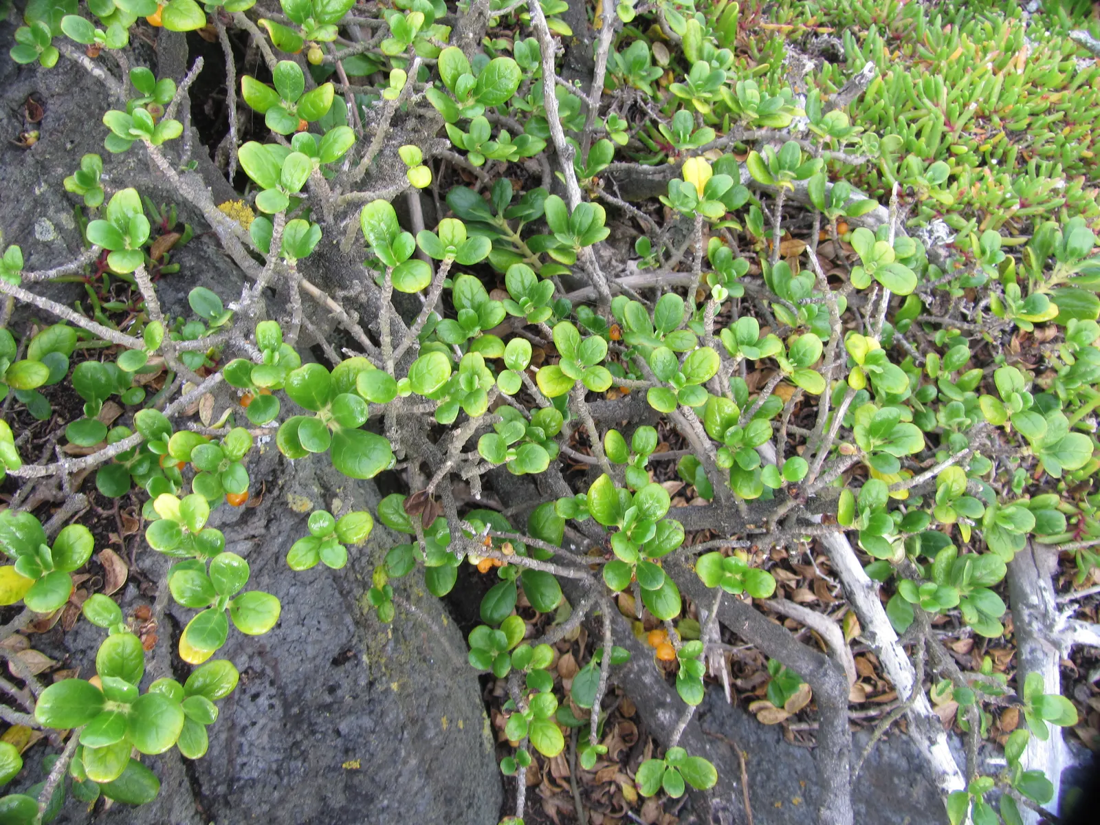 Mirror Plant (Coprosma Repens) — Its variegated forms can add visual interest and contrast to plant compositions