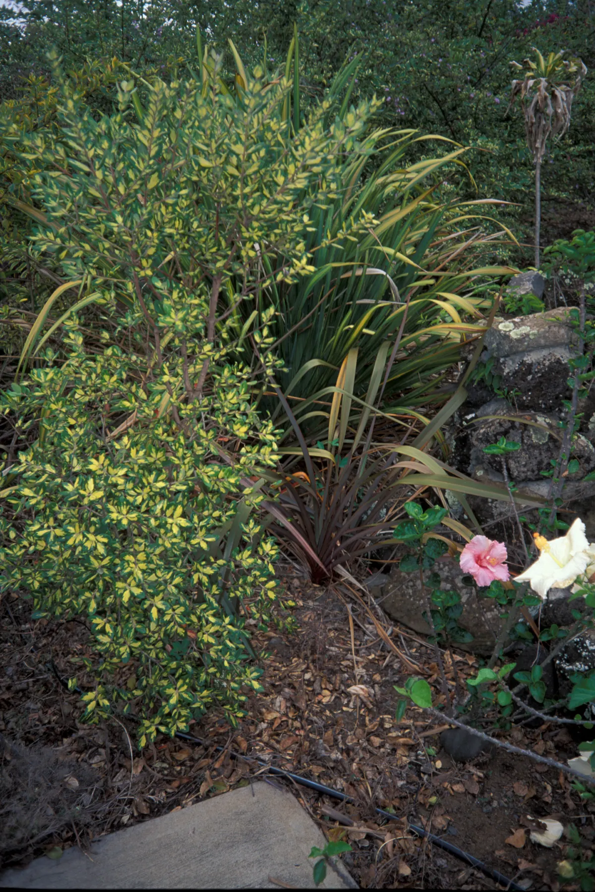 Mirror Plant (Coprosma Repens) — This low-maintenance shrub has a preference for mild; making it a versatile choice for garden boundaries
