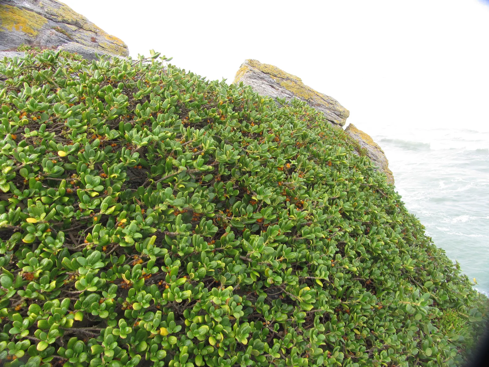 Mirror Plant (Coprosma Repens) — although they often go unnoticed compared to the plant's striking foliage.<br><br>For optimal growth