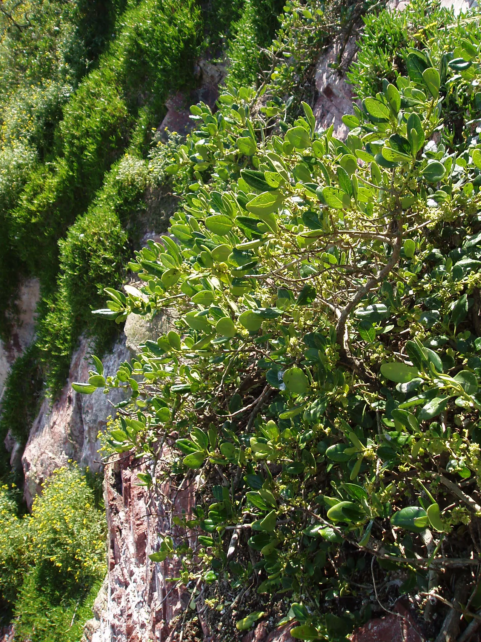 Mirror Plant (Coprosma Repens) — the Mirror Plant requires a position in full sun to partial shade and is best suited to USDA zones 9 to 11