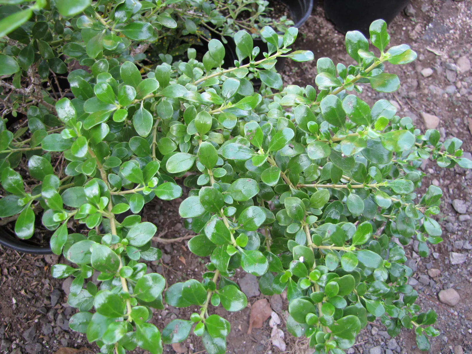 Mirror Plant (Coprosma Repens) — It thrives in well-drained soils; this hardy specimen typically grows to a height of 5 to 8 feet with a spread of, image 56