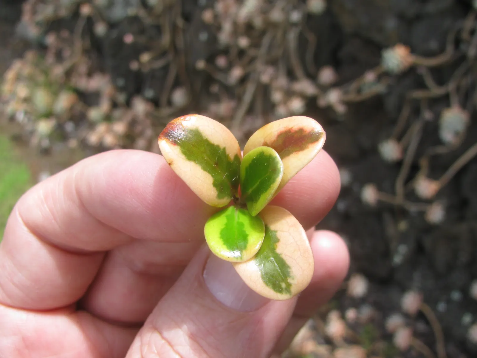 Mirror Plant (Coprosma Repens) — shrub for full or half