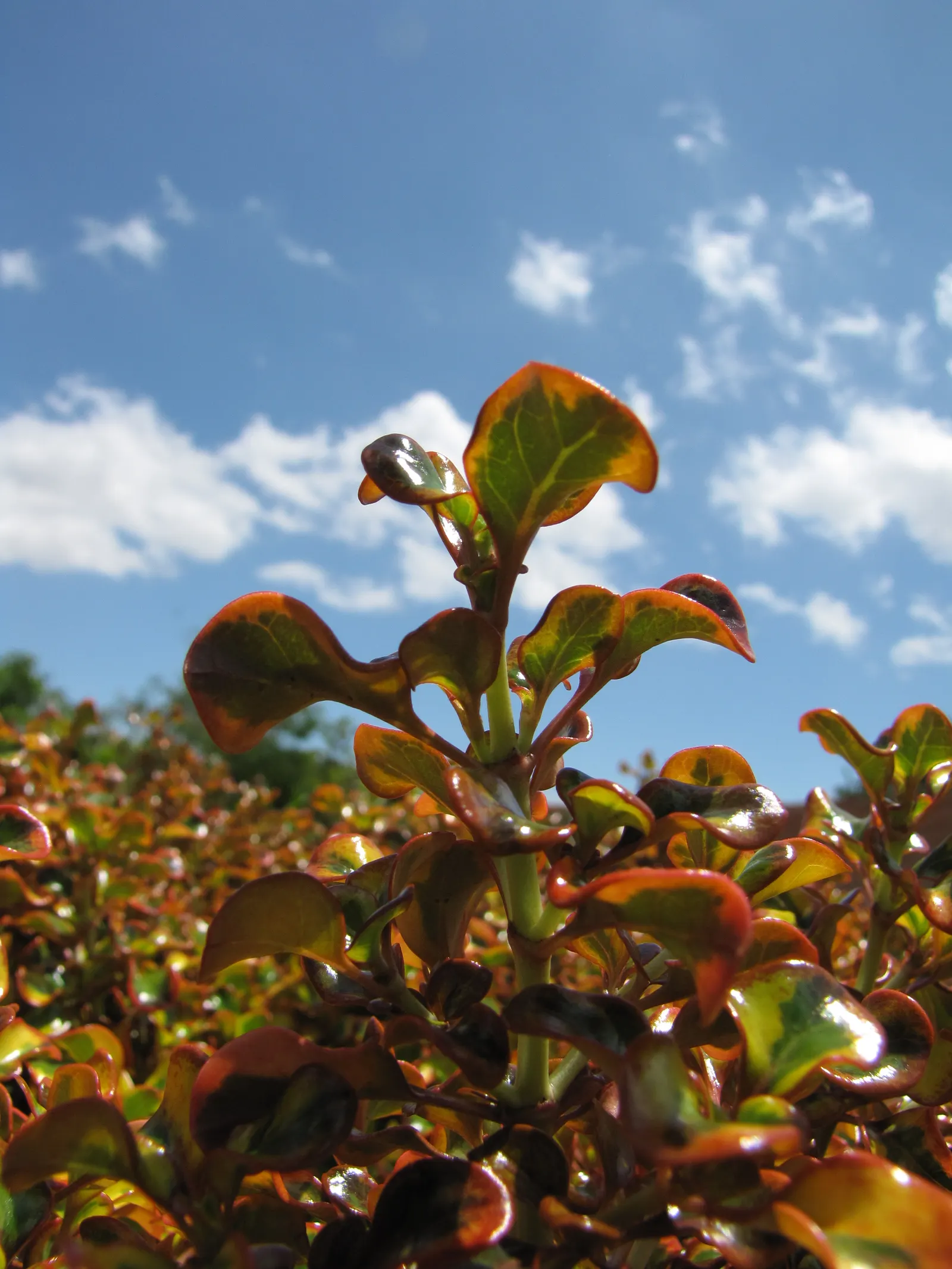 Mirror Plant (Coprosma Repens) — which makes it a suitable candidate for coastal areas; mirror Plants offer low maintenance and drought tolerance once